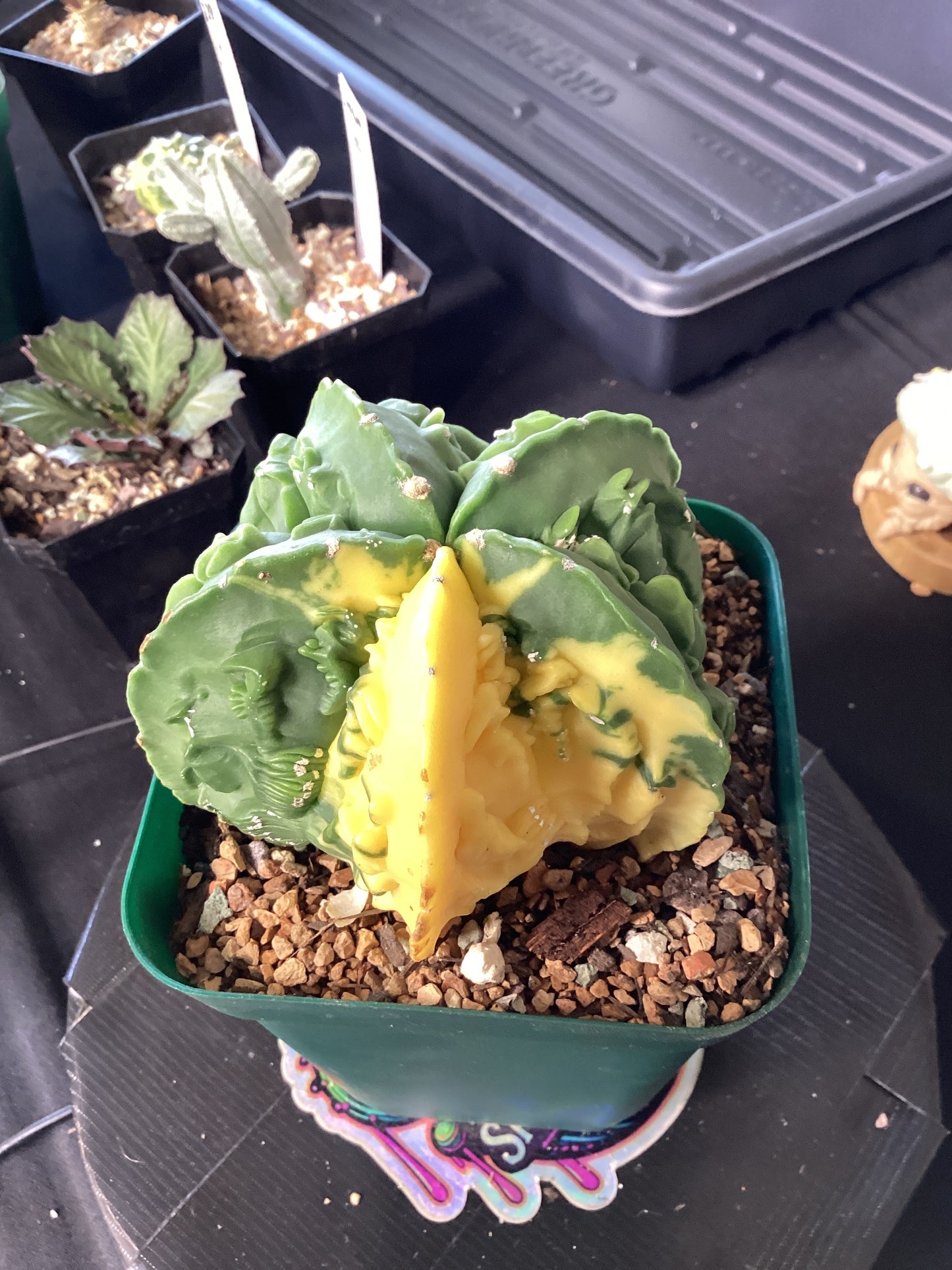 Astrophytum myriostigma ‘Fukuju’ — The Blessed Star of Japan