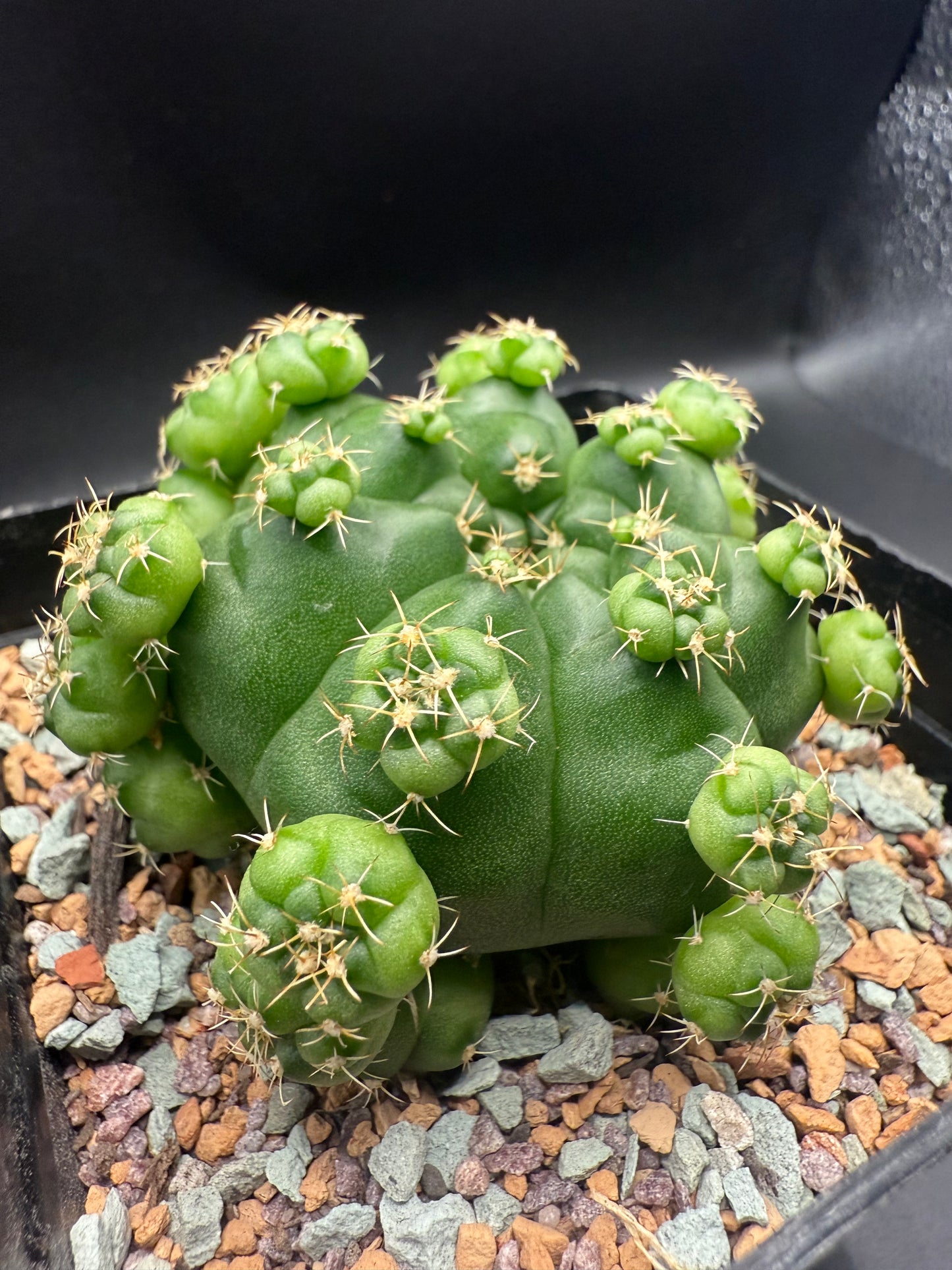 Gymnocalycium CV Green Marble with Pups