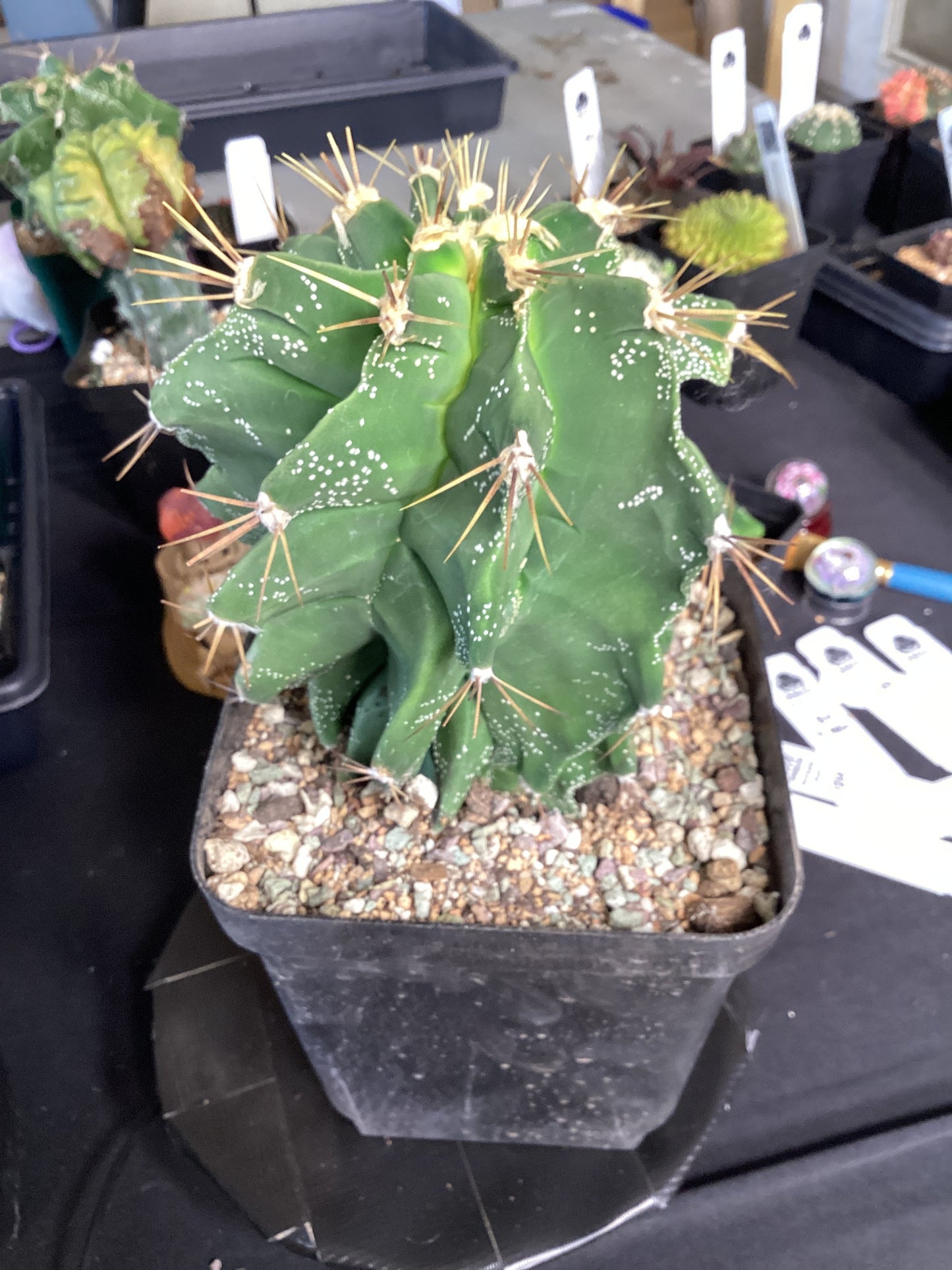 Astrophytum Myriostigma ‘Kikko Ornatum’ — Rare Textured Star Cactus with Turtle-Shell Ribs
