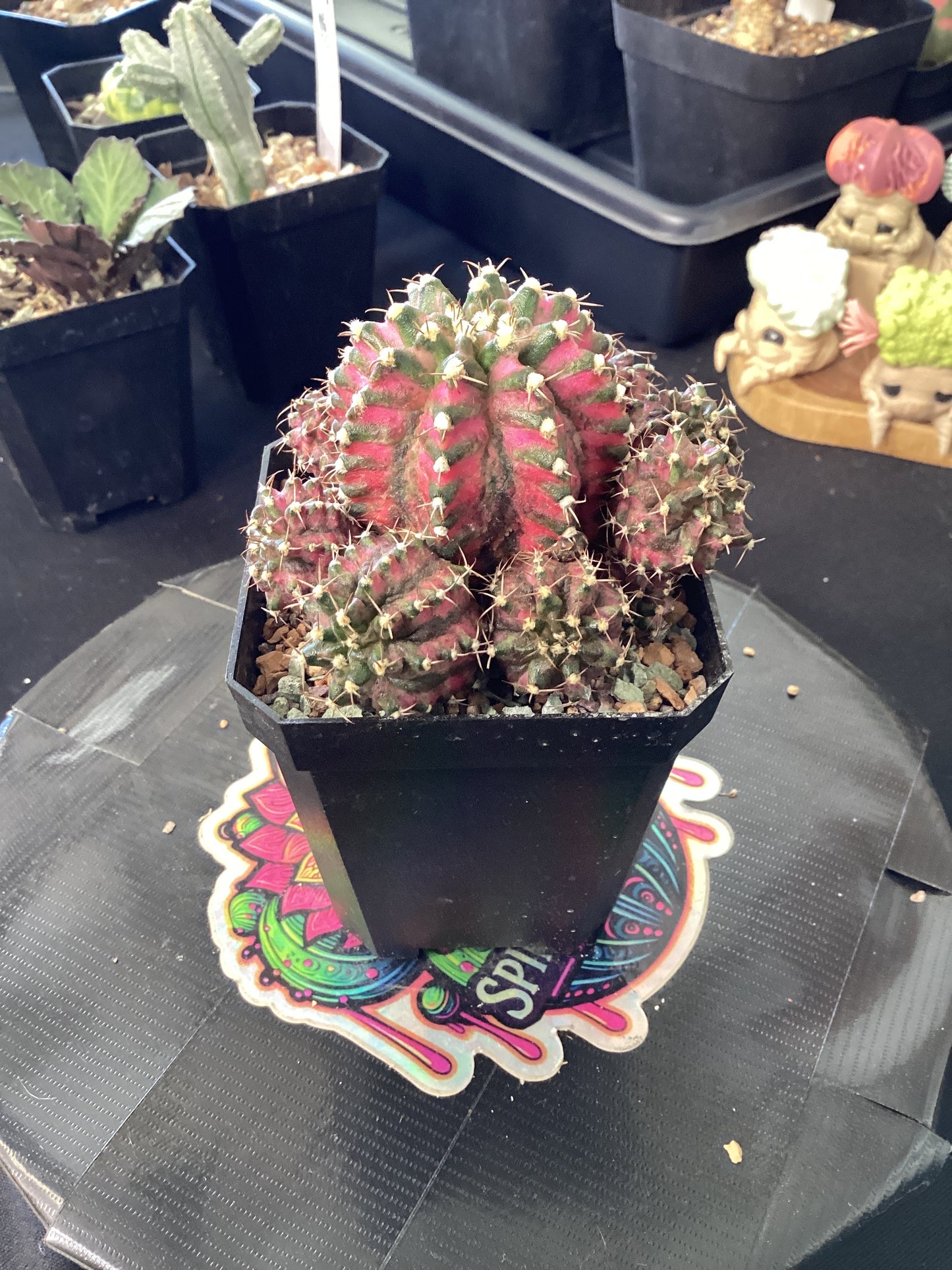 Gymnocalycium mihanovichii ‘T. rex’ — The Armored Jewel of the Desert