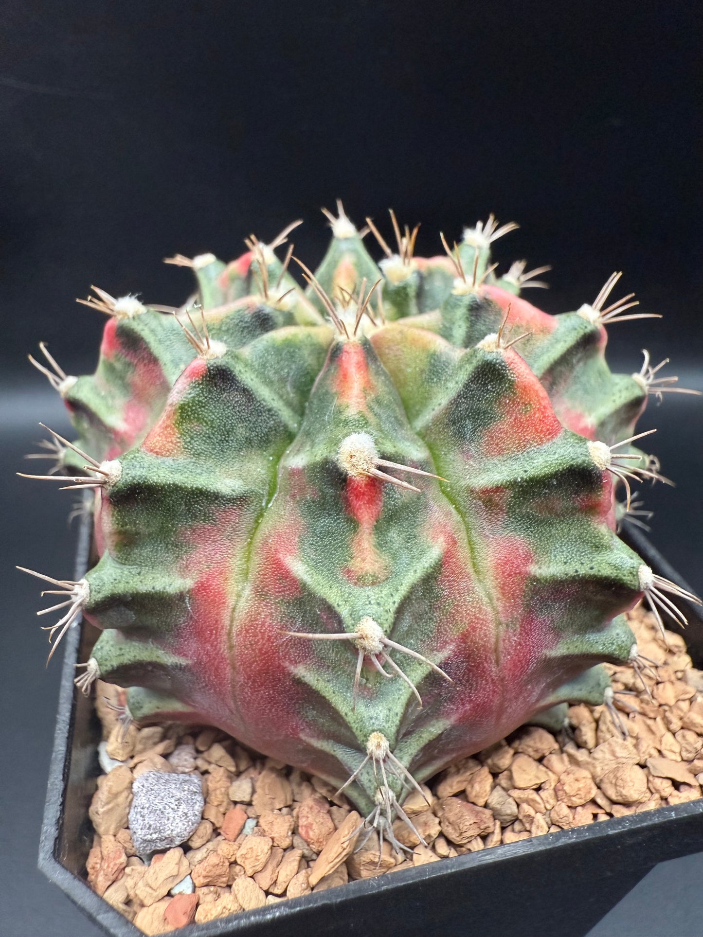Gymnocalycium C.V. Little Rabbit