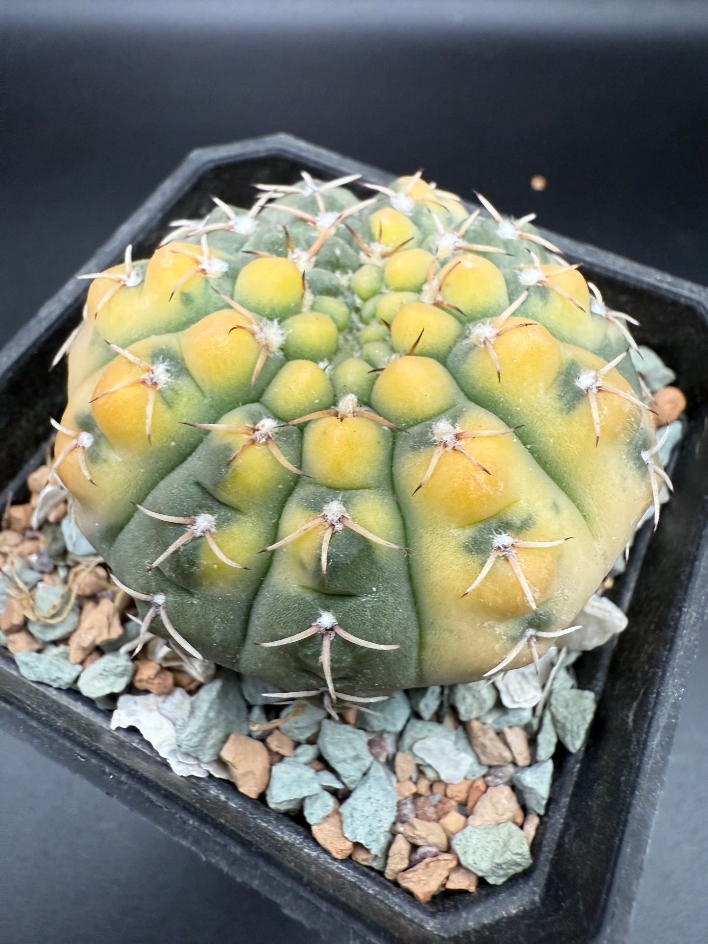 Gymnocalycium ochoterenae variegata