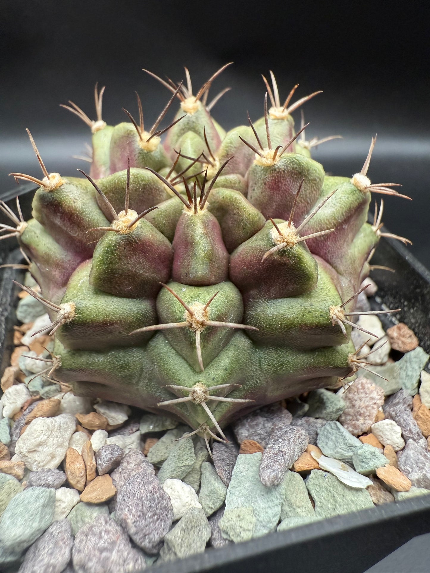 Gymnocalycium C.V. Purple Nebula