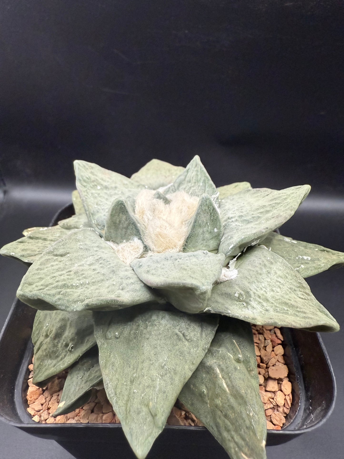 Ariocarpus frumdosus