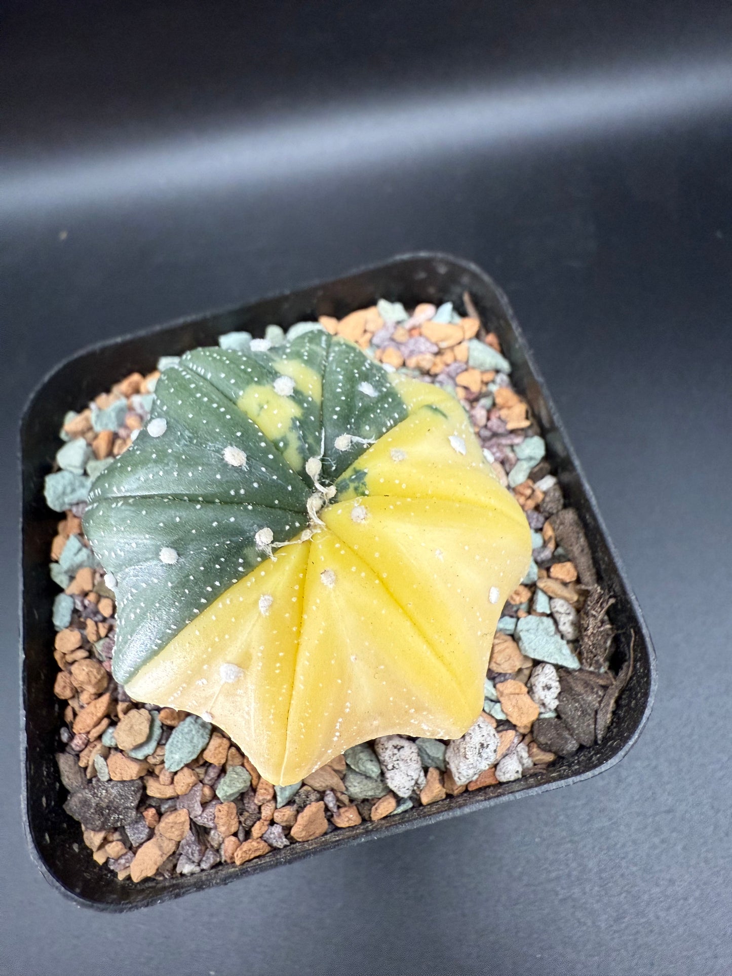 Astrophytum asterias variegata
