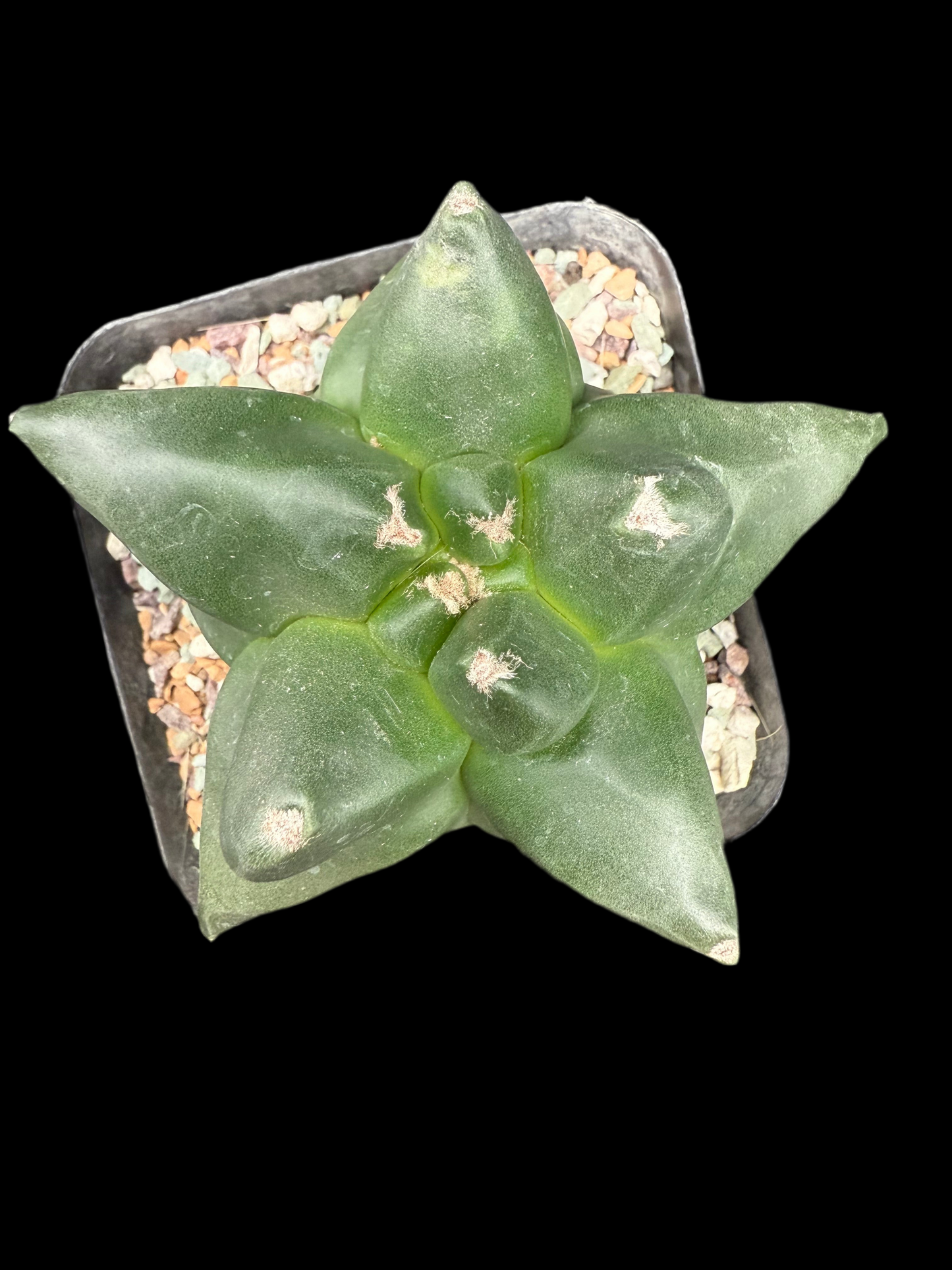 Astrophytum Myriostigma Super Kikko