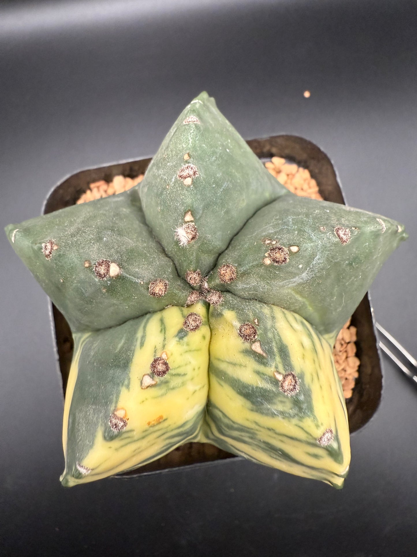 Astrophytum Myriostigma Kikko