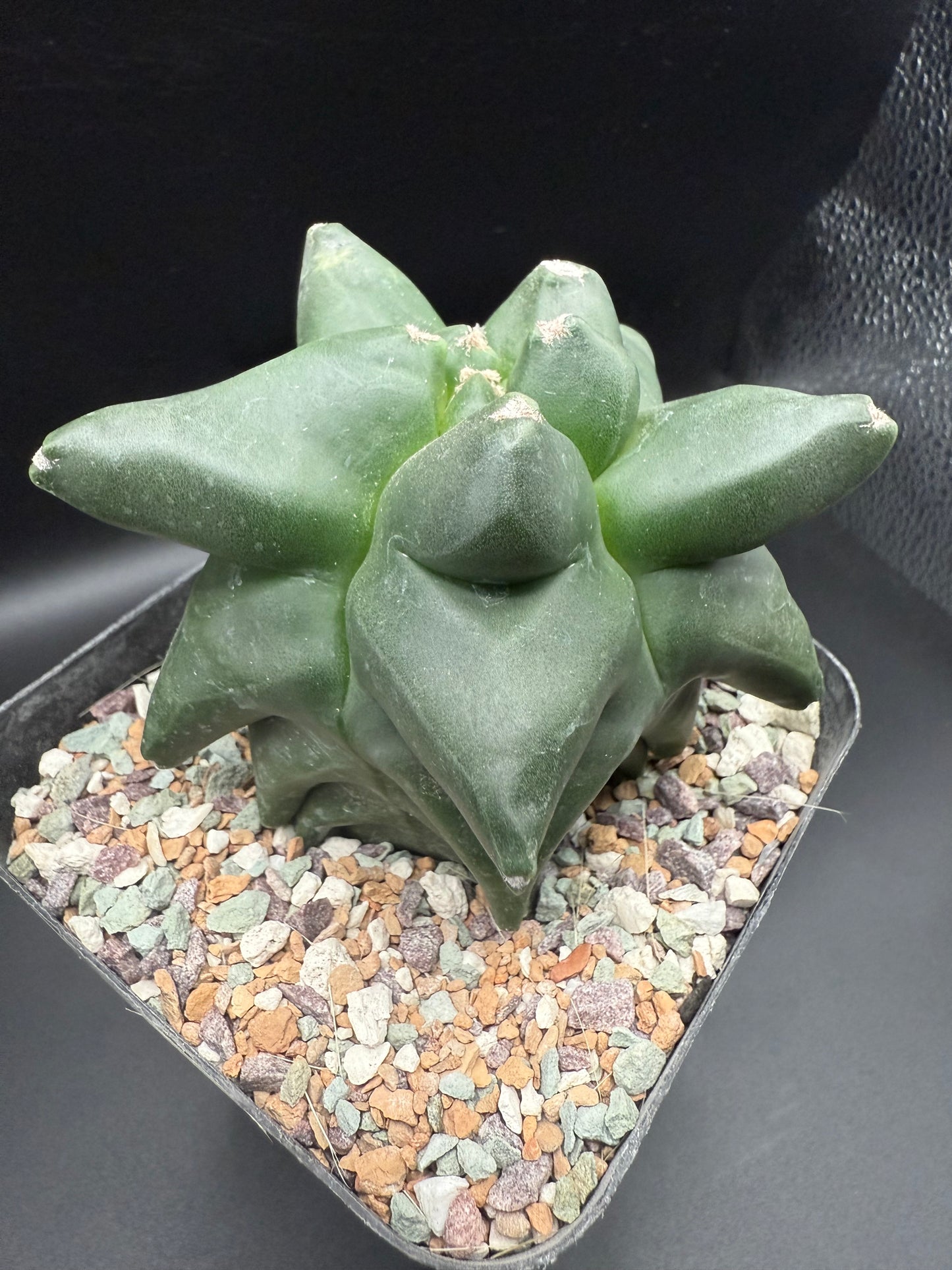 Astrophytum Myriostigma Super Kikko
