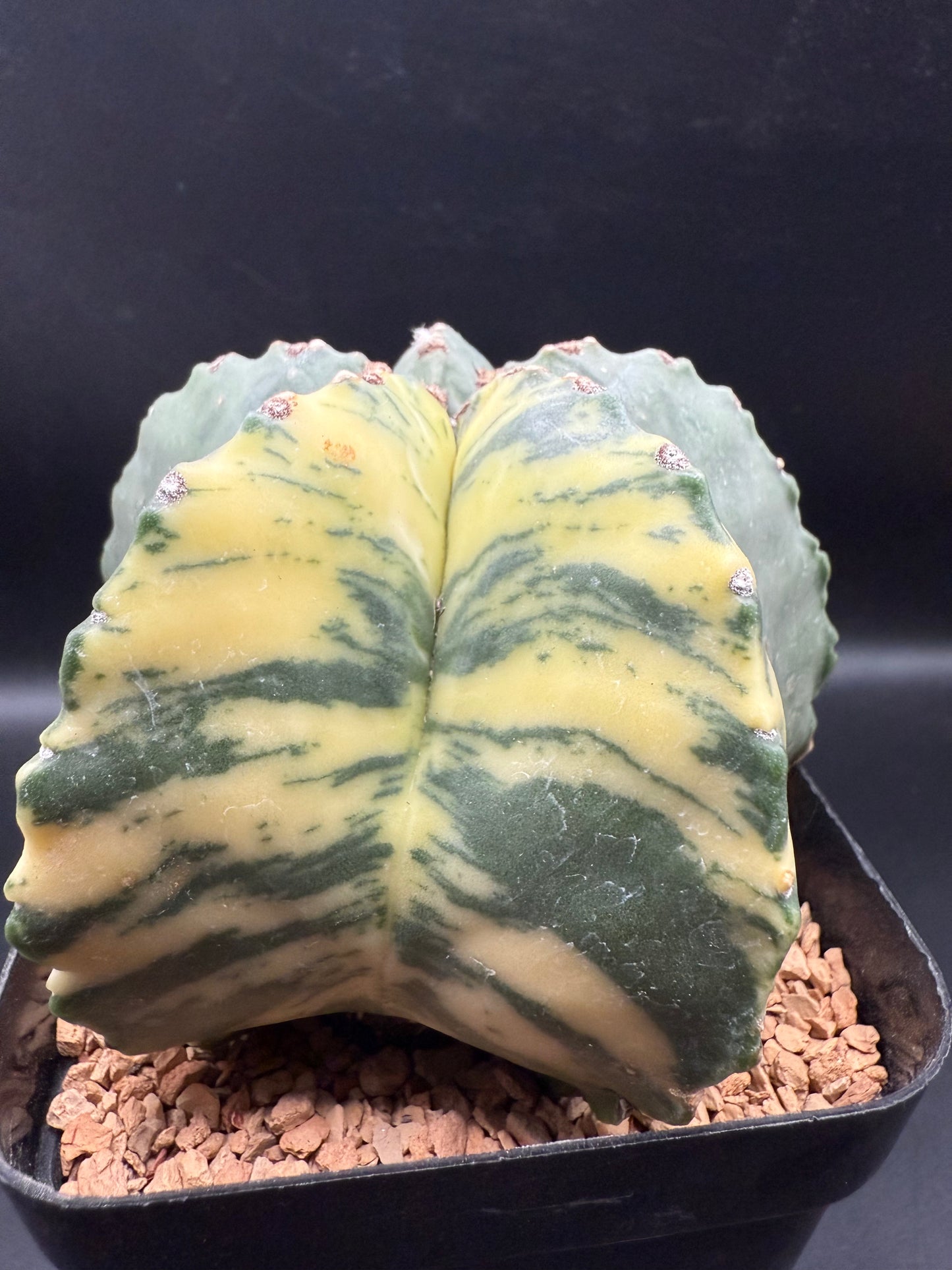 Astrophytum Myriostigma Kikko