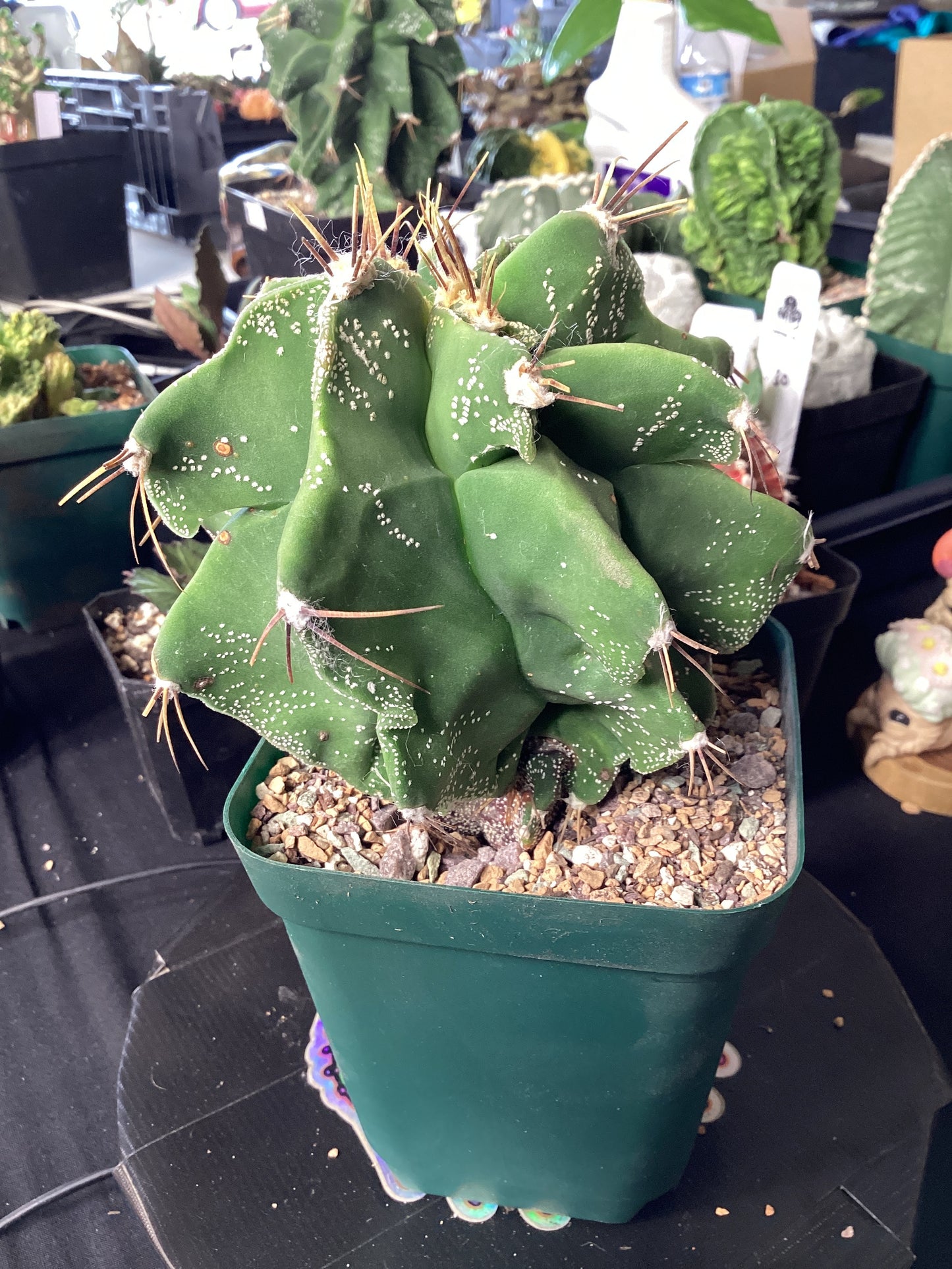 Astrophytum Myriostigma ‘Kikko Ornatum’ — Rare Textured Star Cactus with Turtle-Shell Ribs