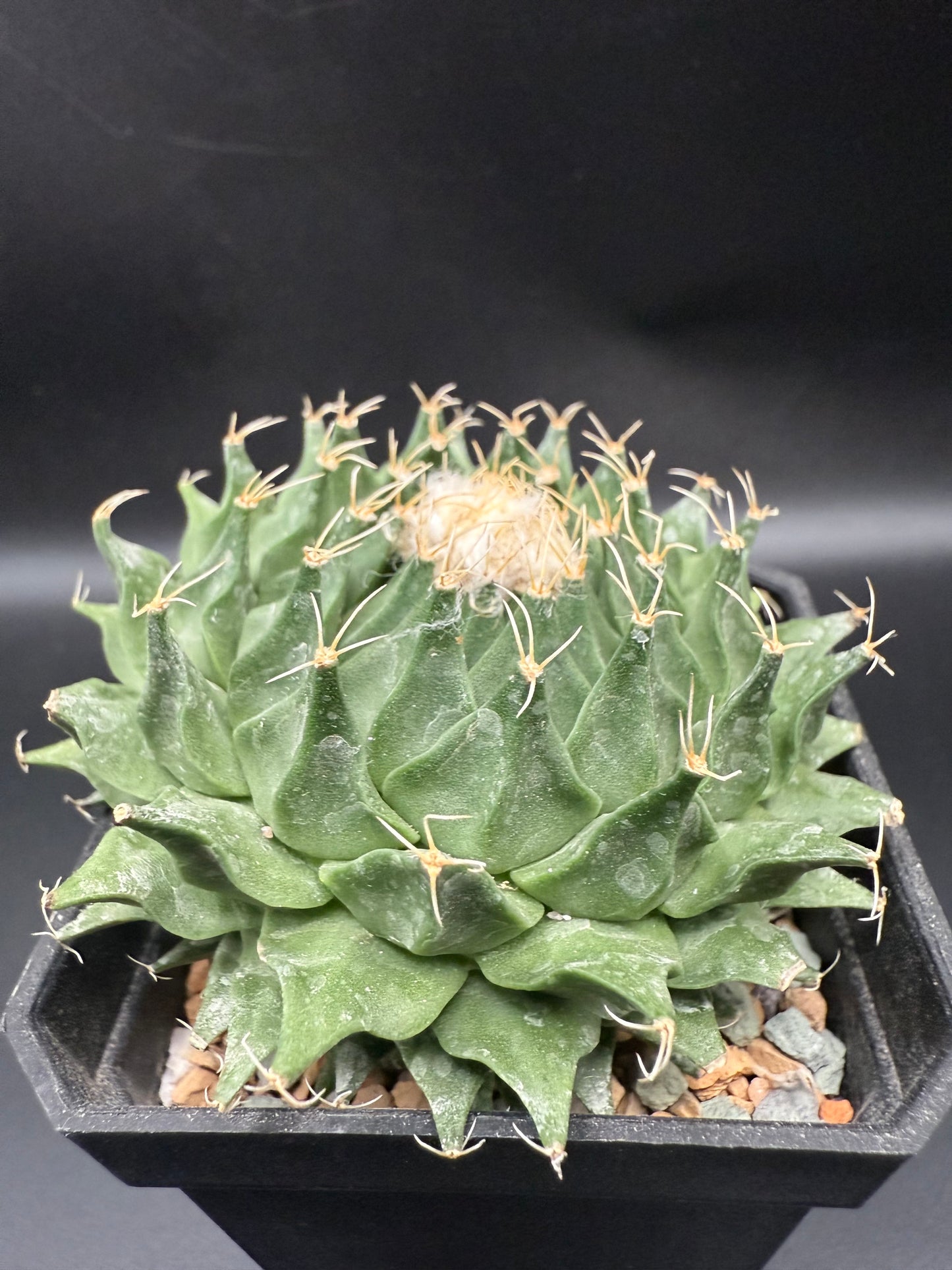 Obregonia Denegrii