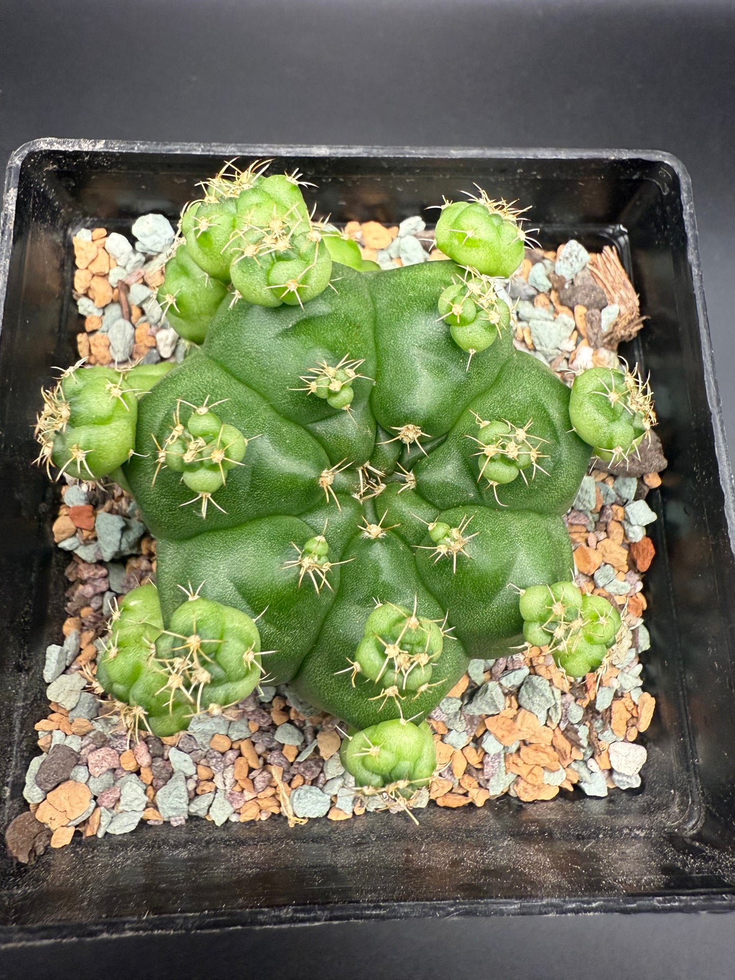 Gymnocalycium CV Green Marble with Pups