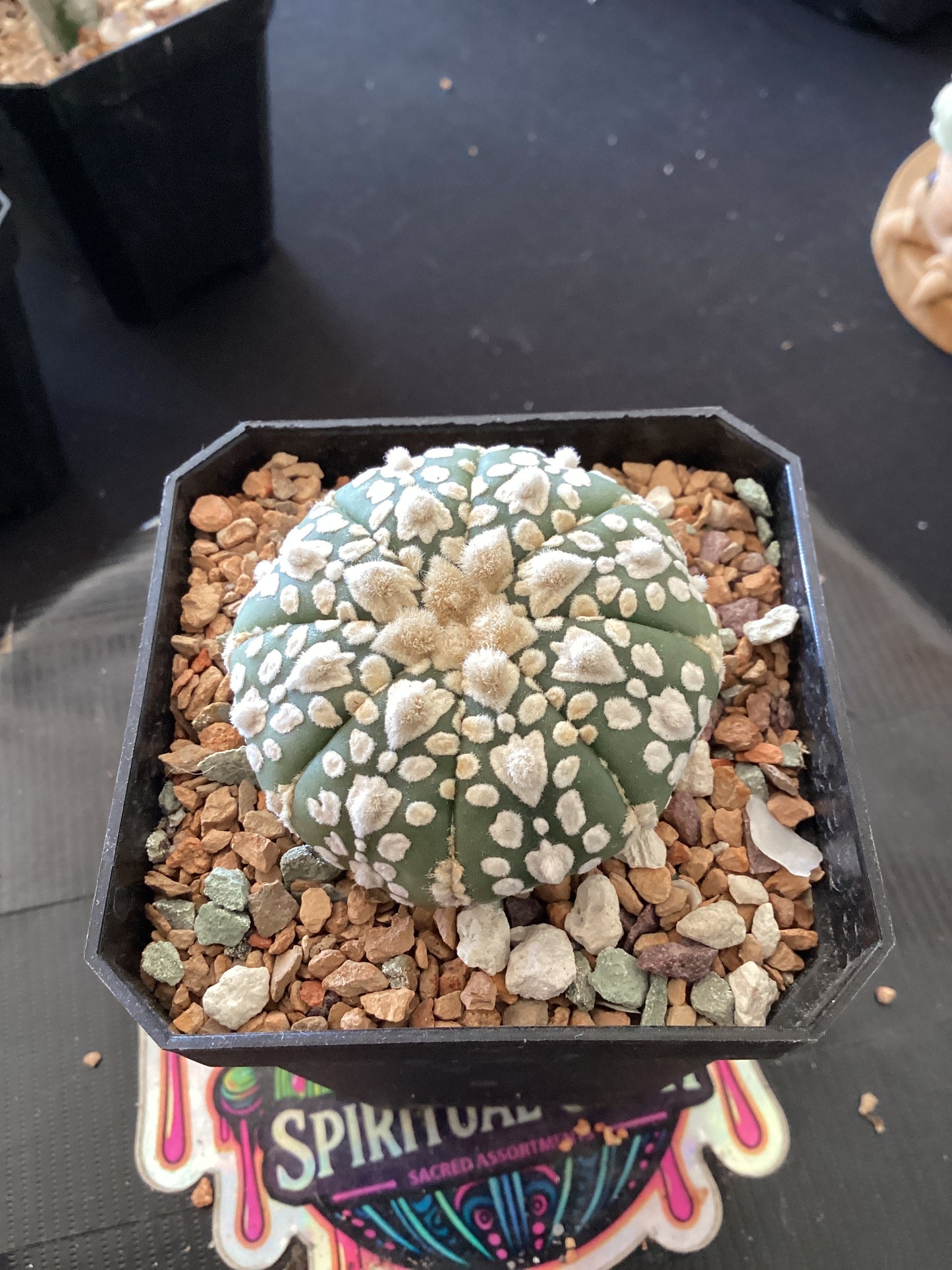 🌵 Astrophytum asterias — Premium Button Star Cactus