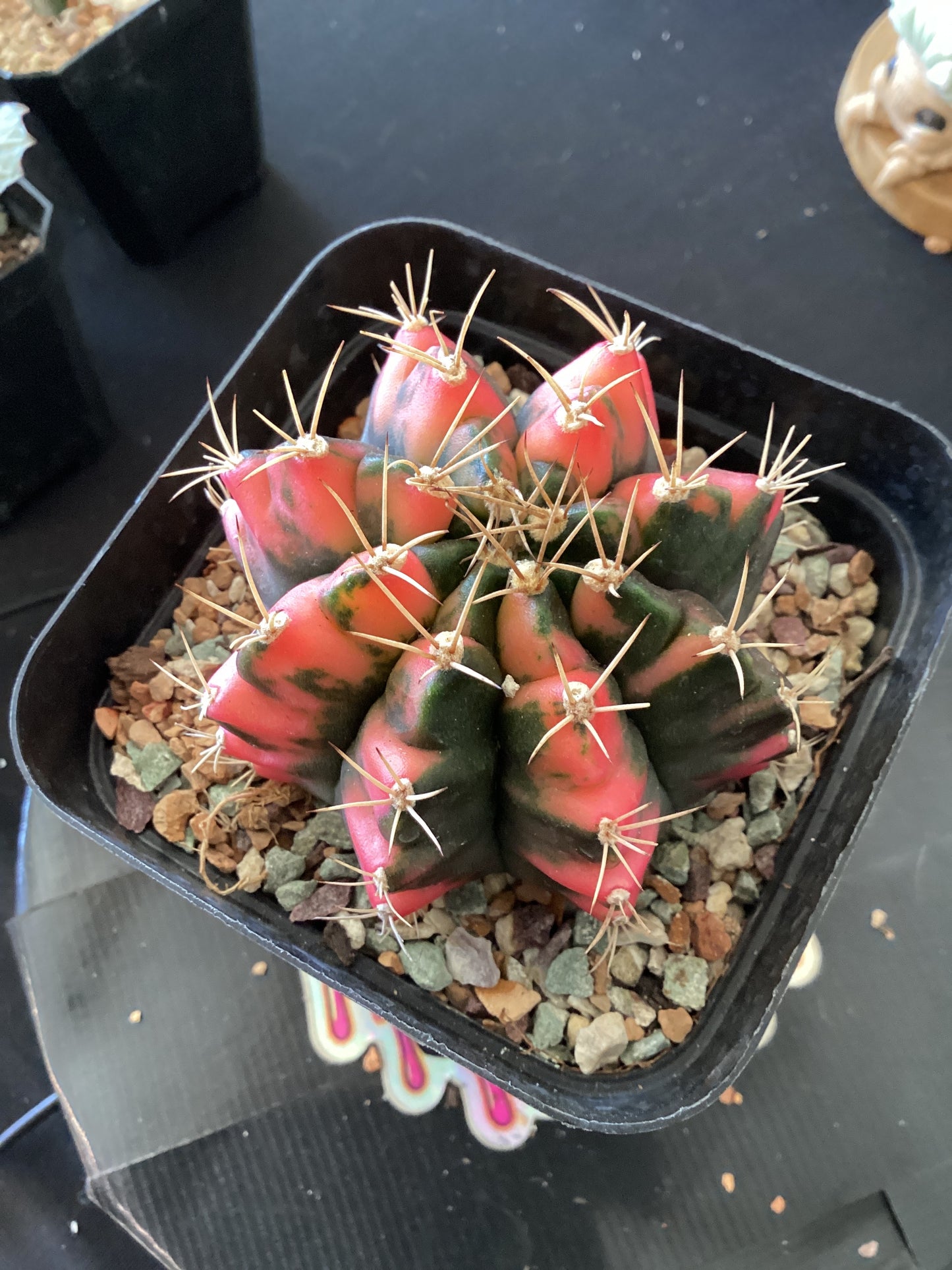 Gymnocalycium minovicii Variegata