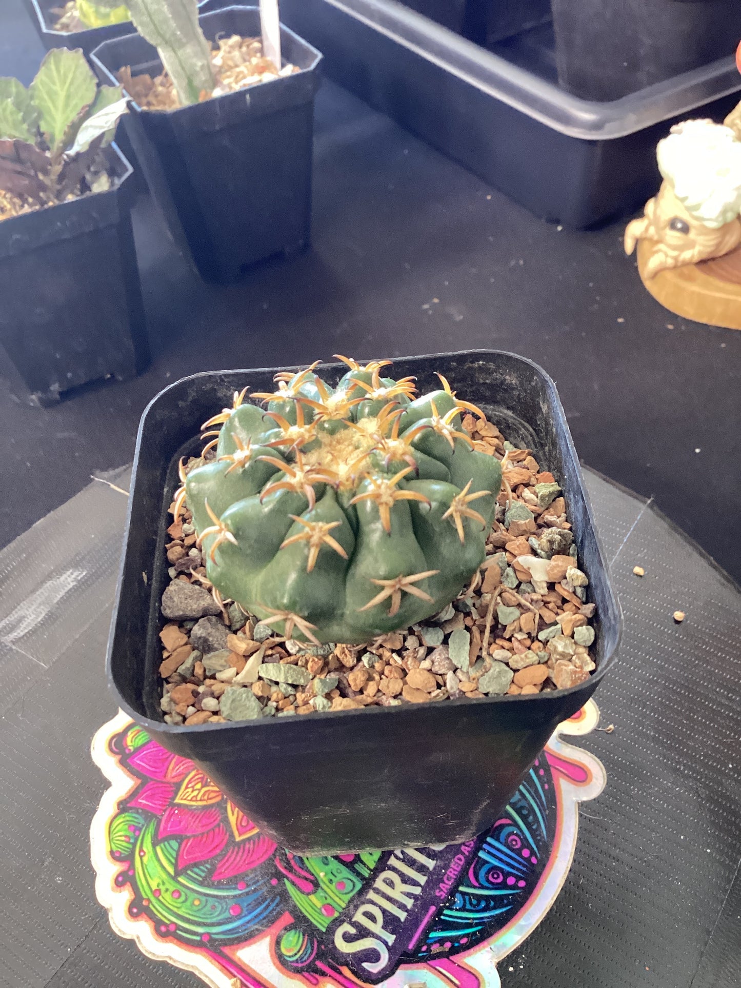 ✨ Discocactus ferricola — The Night-Blooming Jewel of the Cerrado