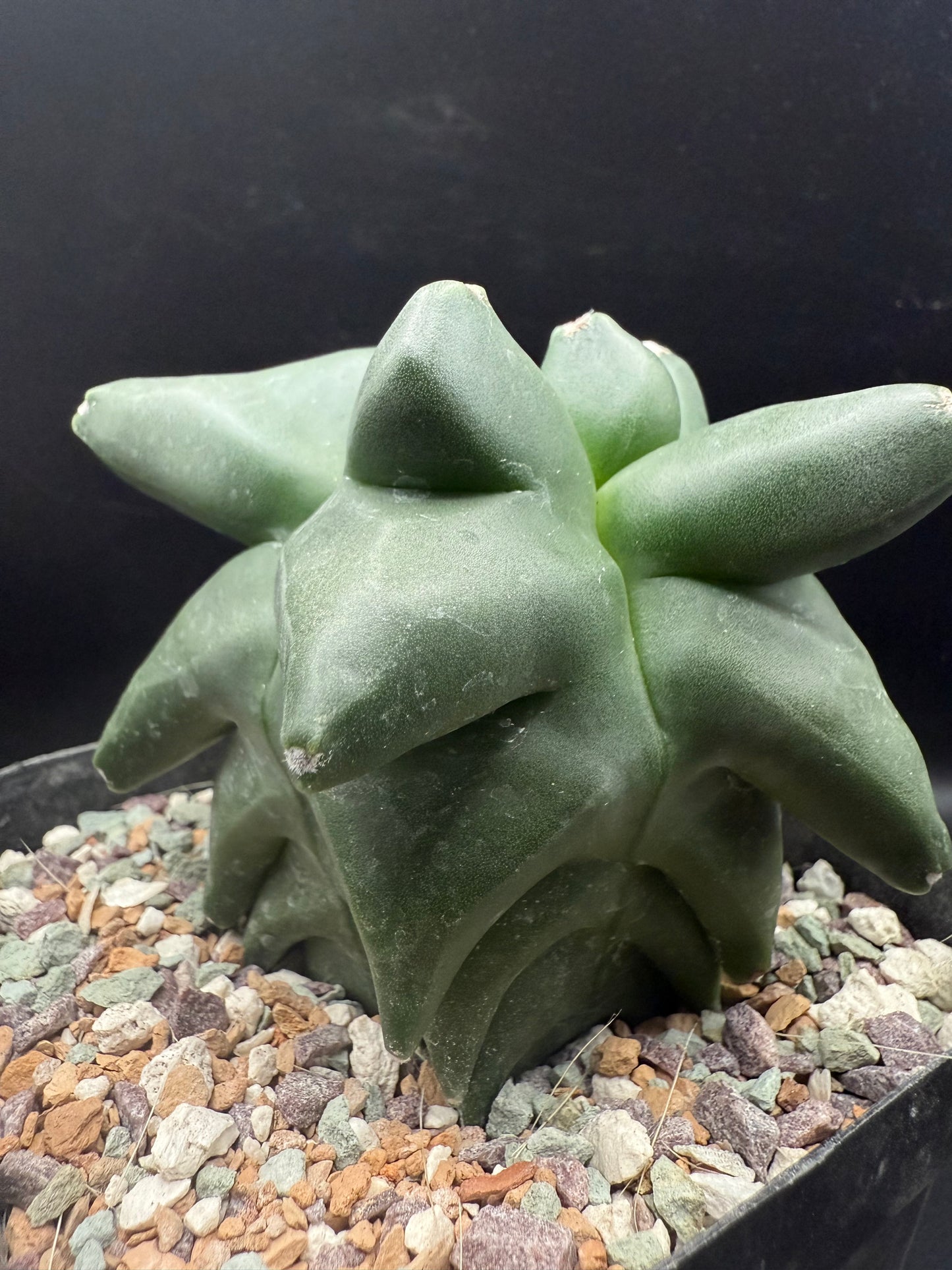 Astrophytum Myriostigma Super Kikko