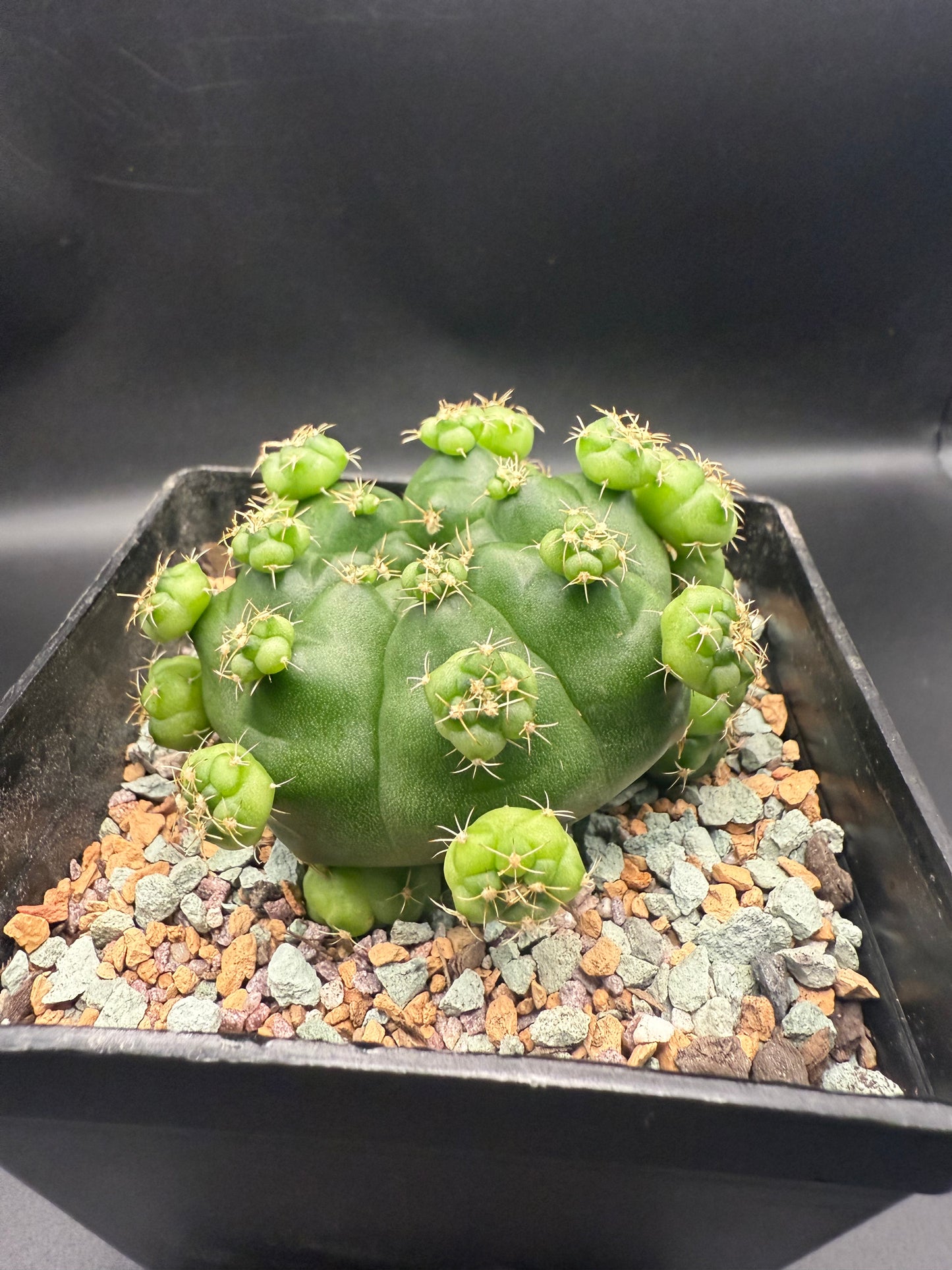 Gymnocalycium CV Green Marble with Pups