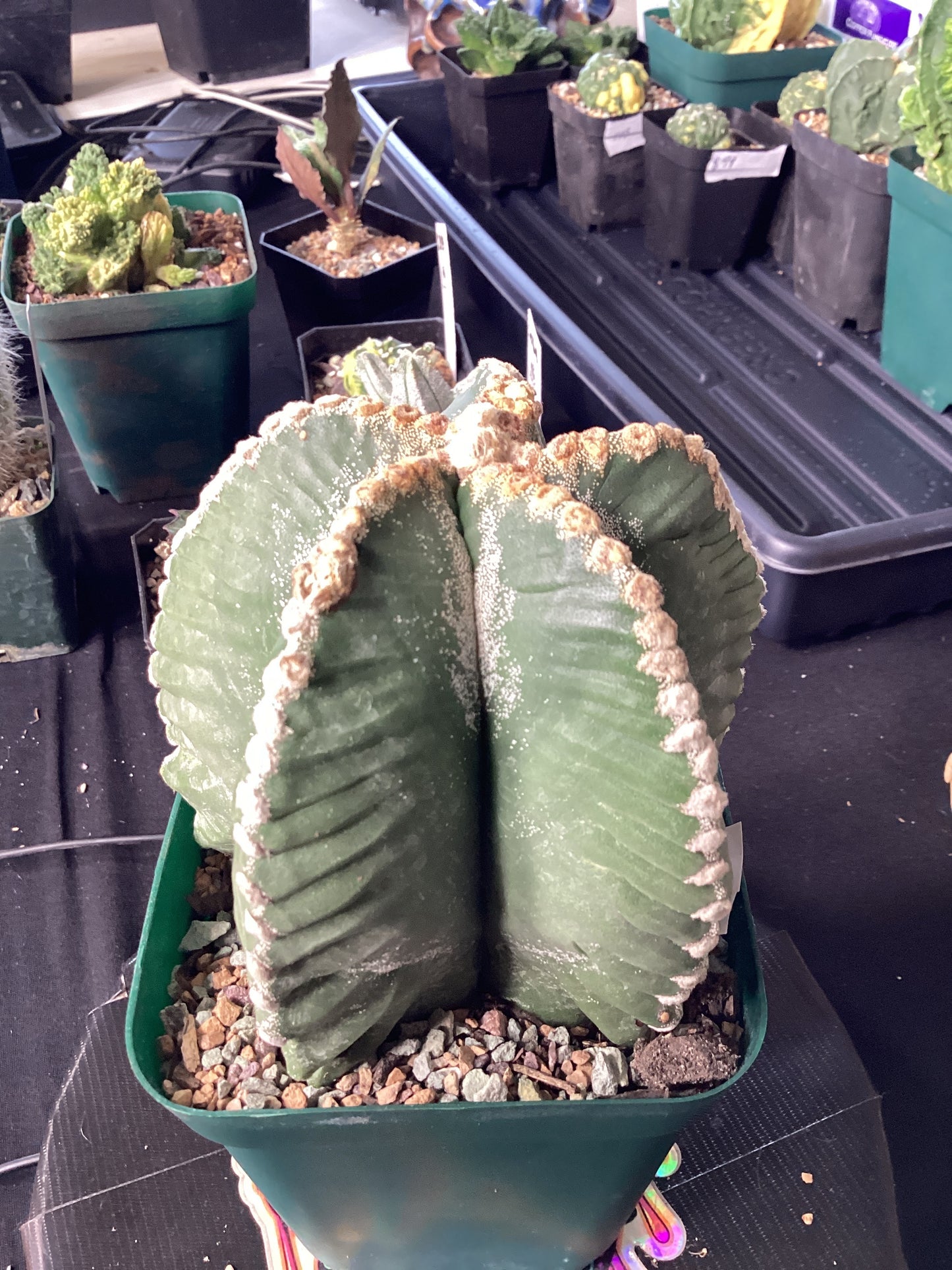 Astrophytum Myriostigma ‘Renceii Kikko’ — Rare Japanese Armor-Ribbed Bishop’s Cap