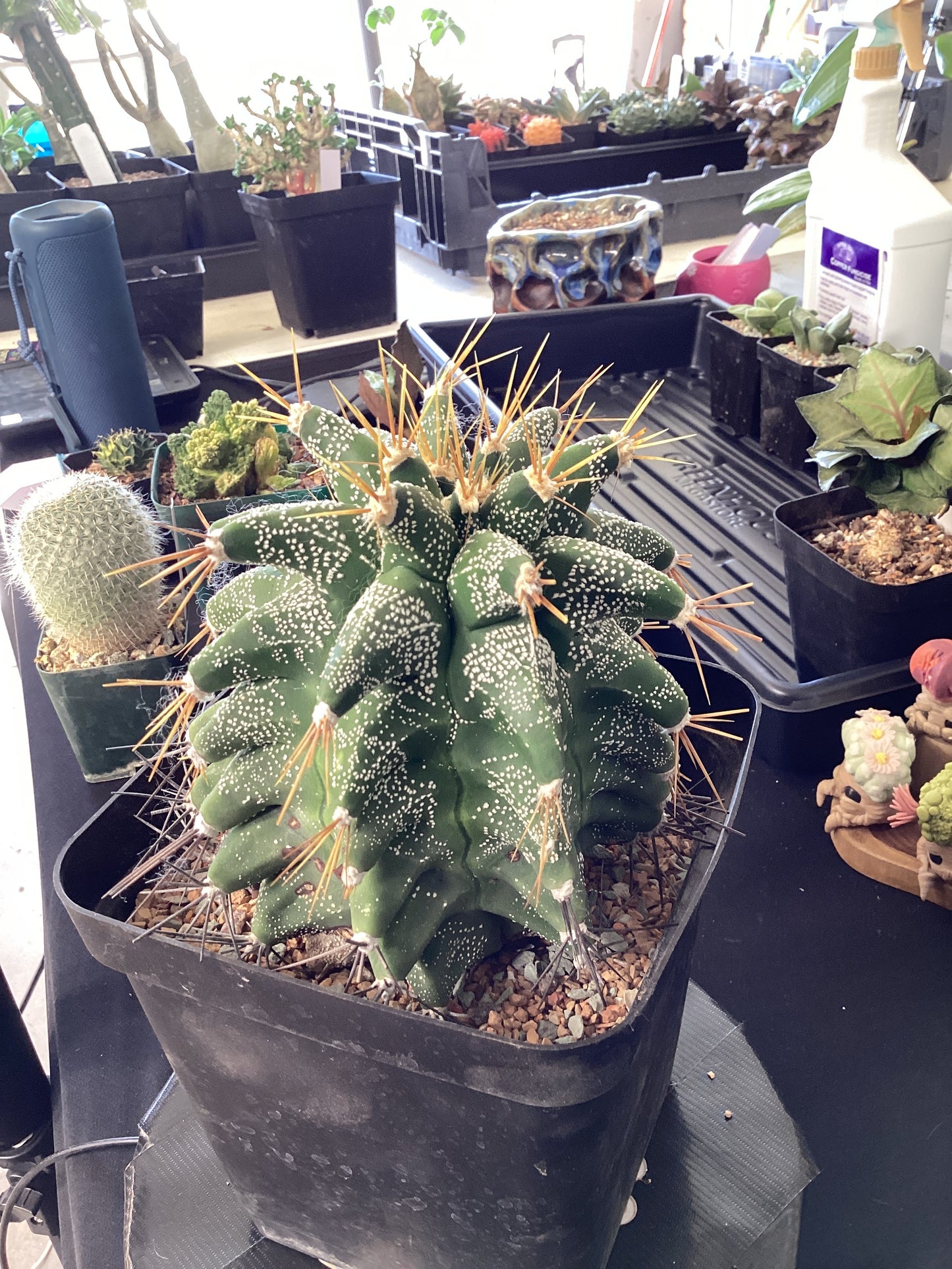 Astrophytum ornatum ‘Kikko’ — The Armored Cathedral of Light