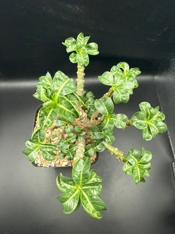 Adenium Dorset Horn - DHA – Spiritual Cacti