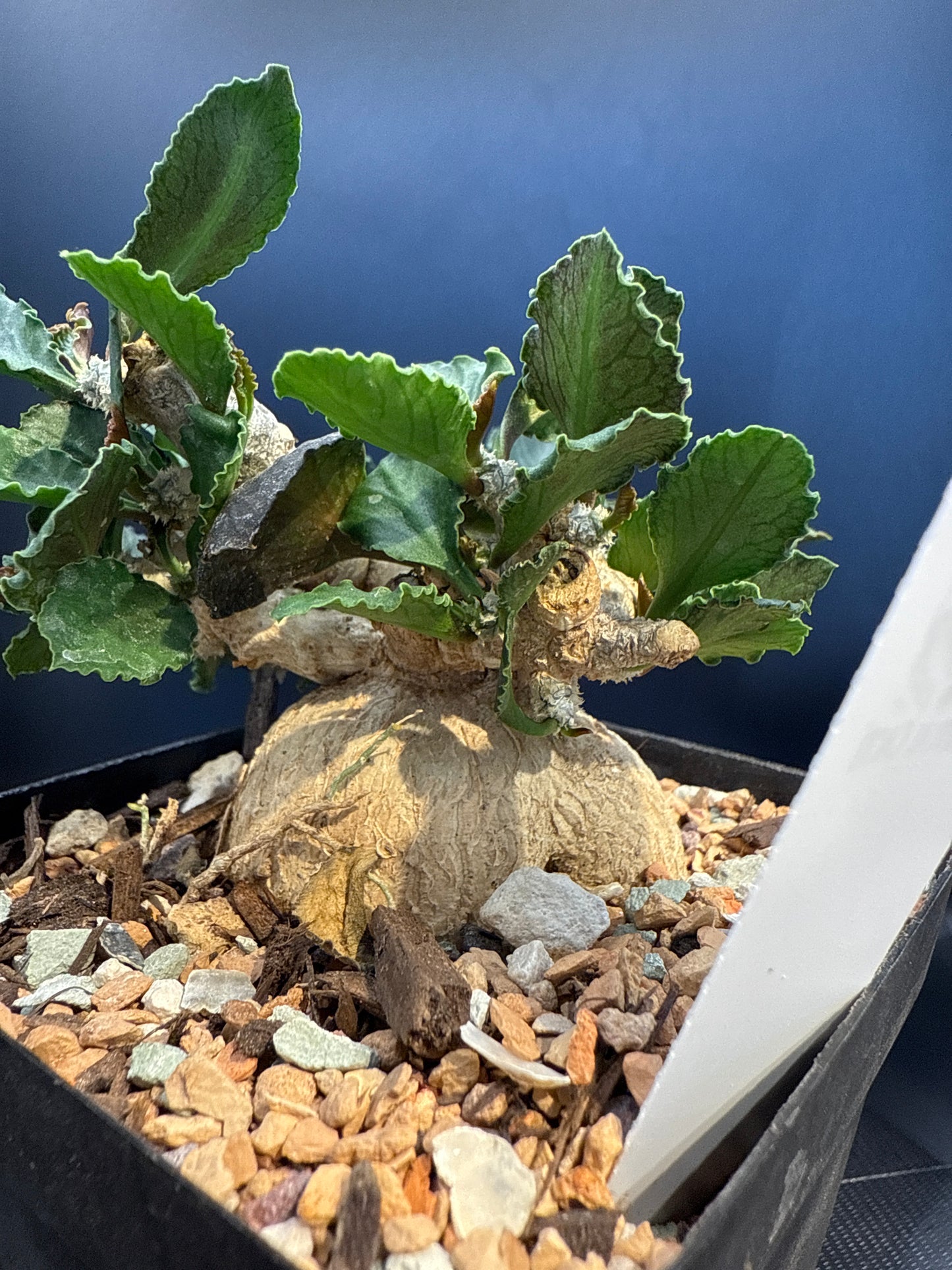 Euphorbia ambovombensis show plant