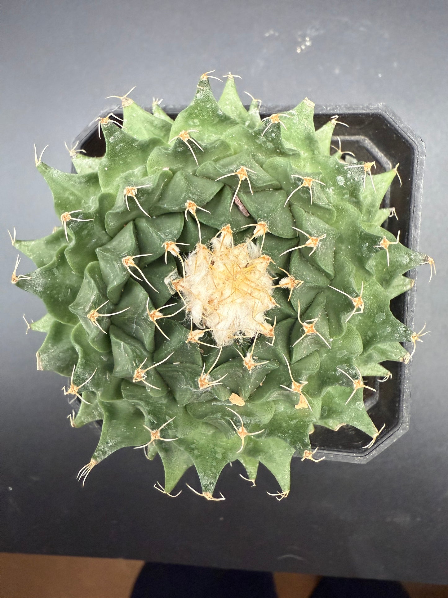 Obregonia Denegrii