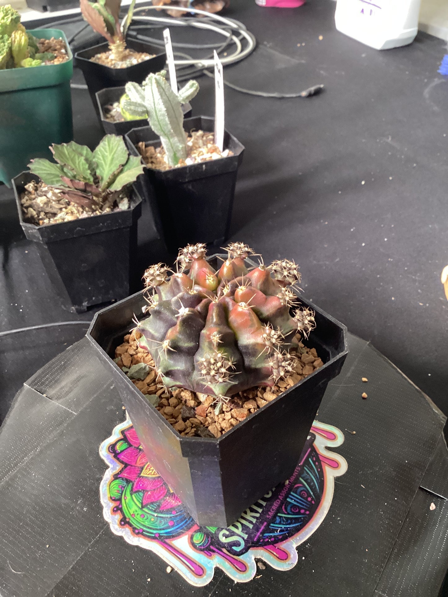 Gymnocalycium mihanovichii ‘Darth Maul’ — The Shadow Flame of the Desert