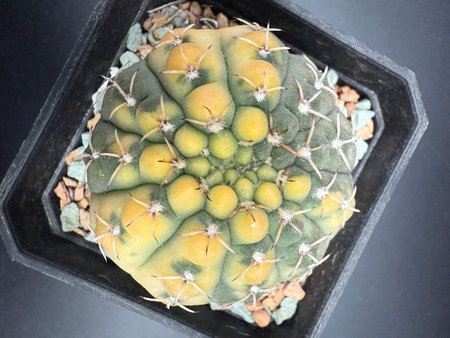 Gymnocalycium ochoterenae variegata