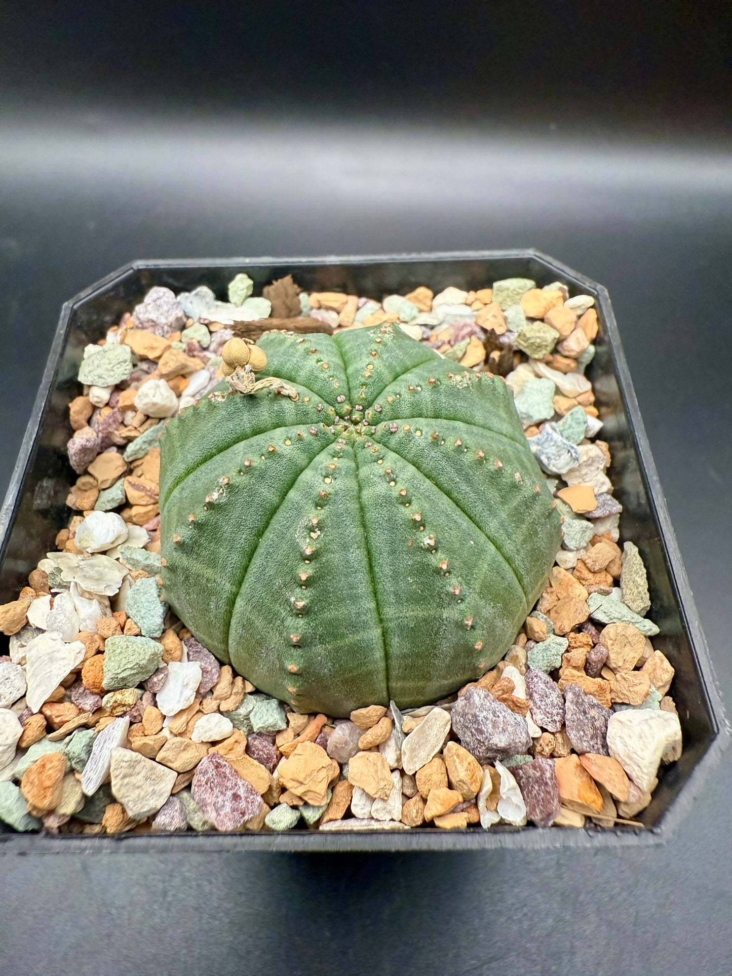 Euphorbia Obesa
