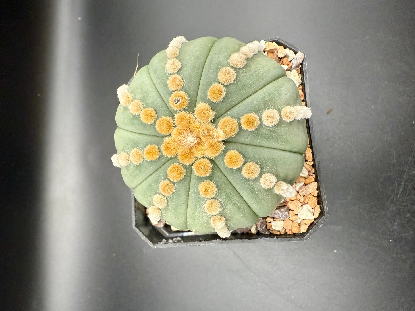 Astrophytum v Nudum cv Rensei