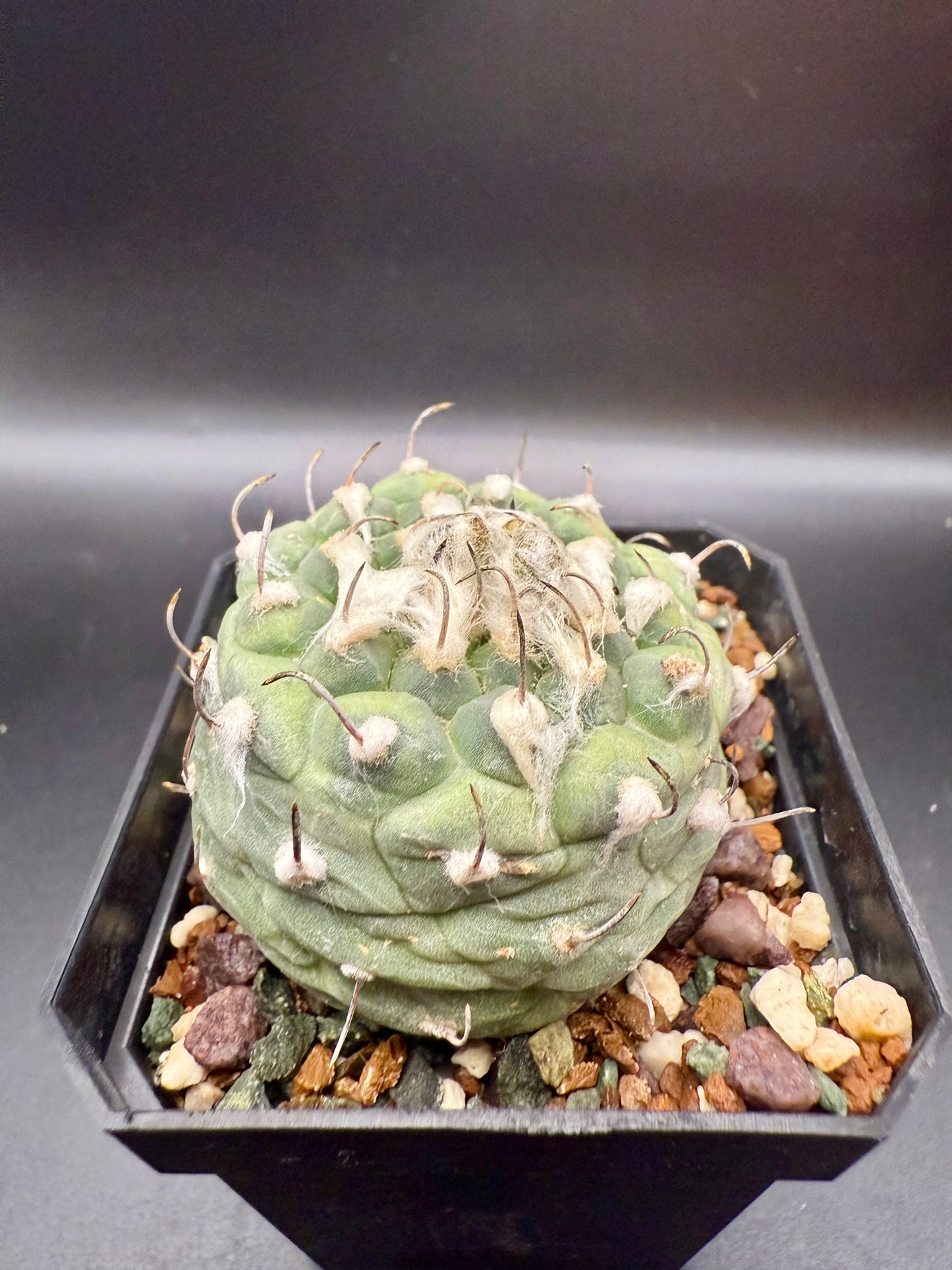 Turbinicarpus jaurnegii