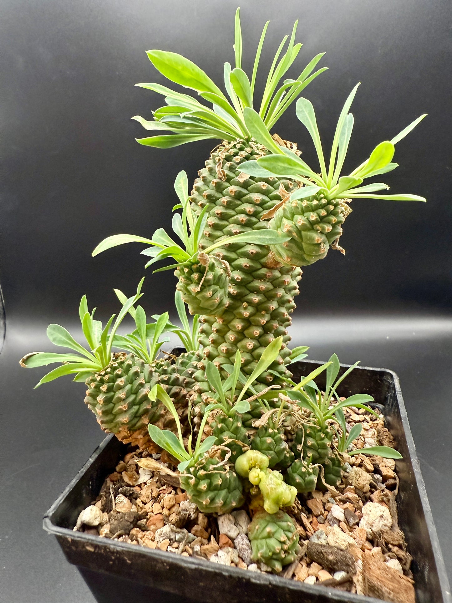 Euphorbia cv Sotetsu Kirin Monstrose