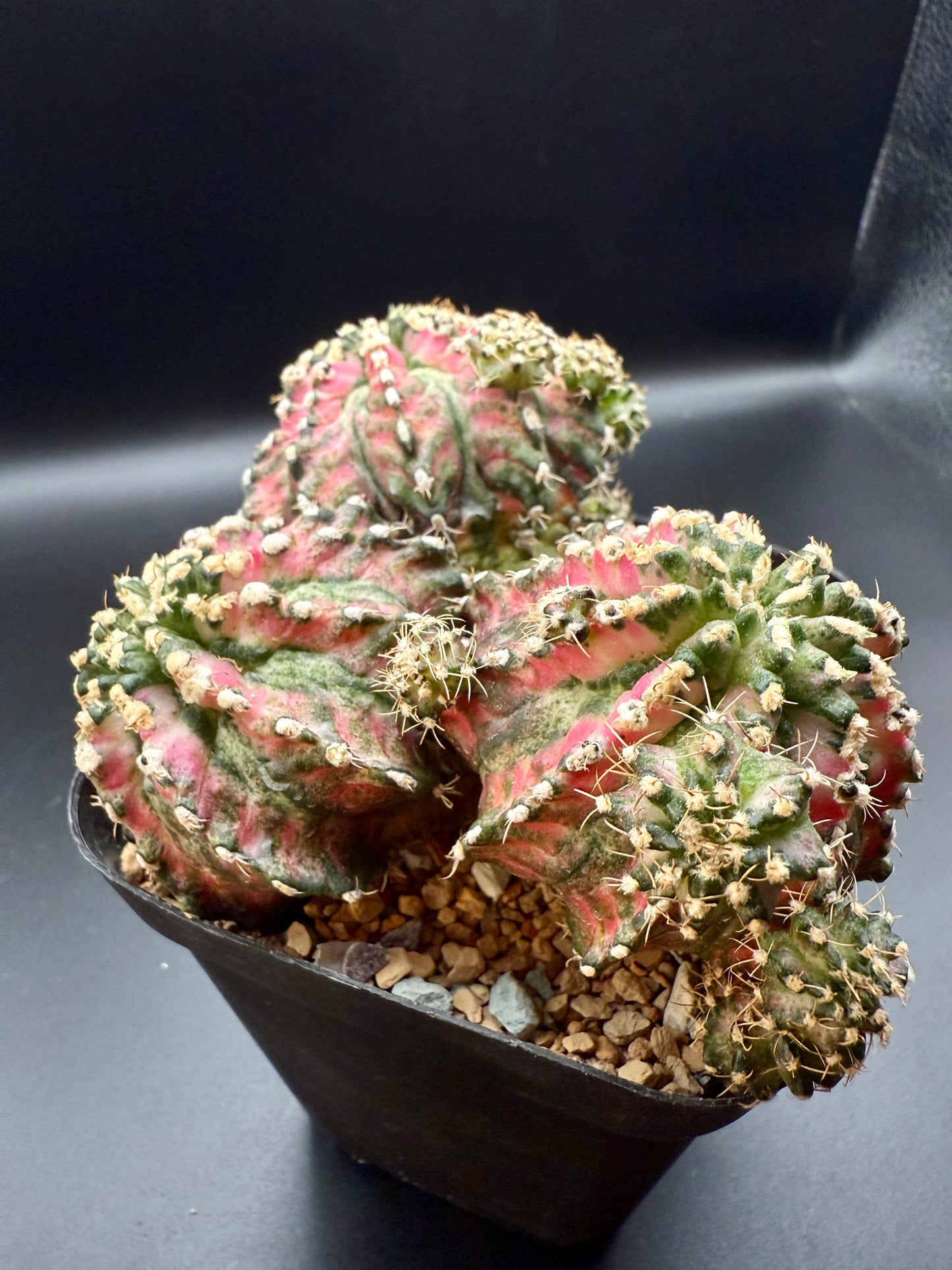 Gymnocalycium "Pink T-Rex" Cluster