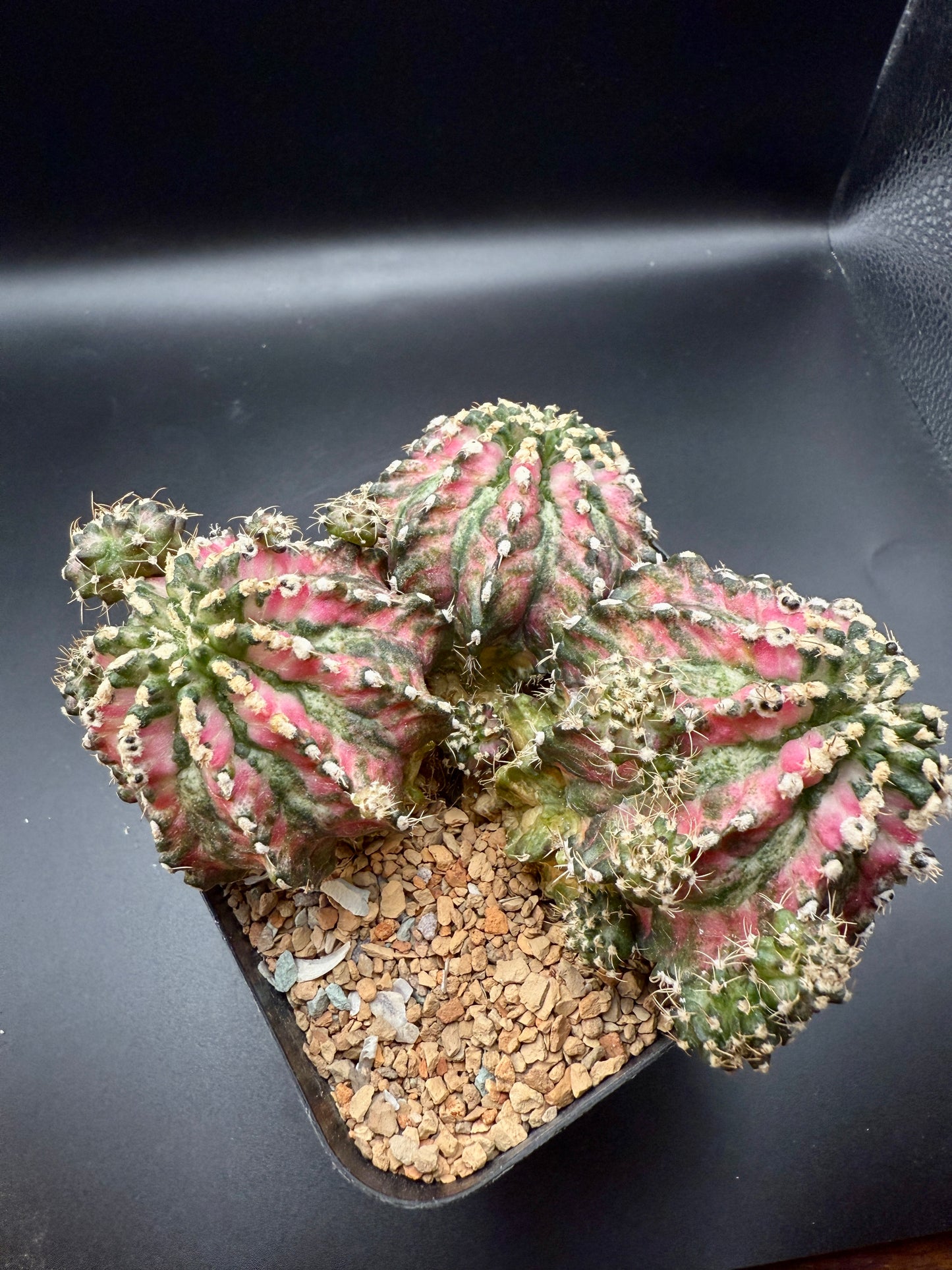 Gymnocalycium "Pink T-Rex" Cluster