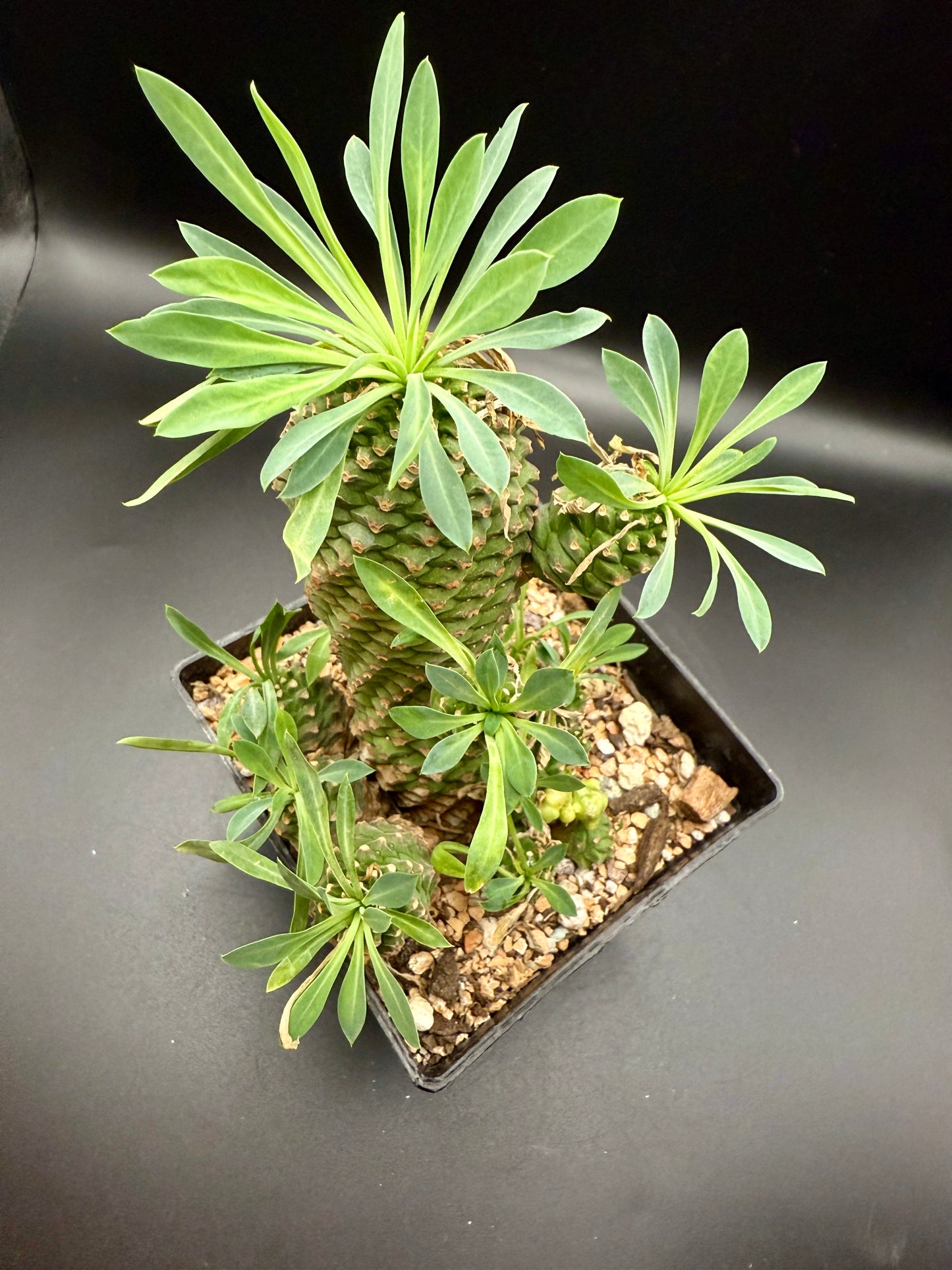 Euphorbia cv Sotetsu Kirin Monstrose