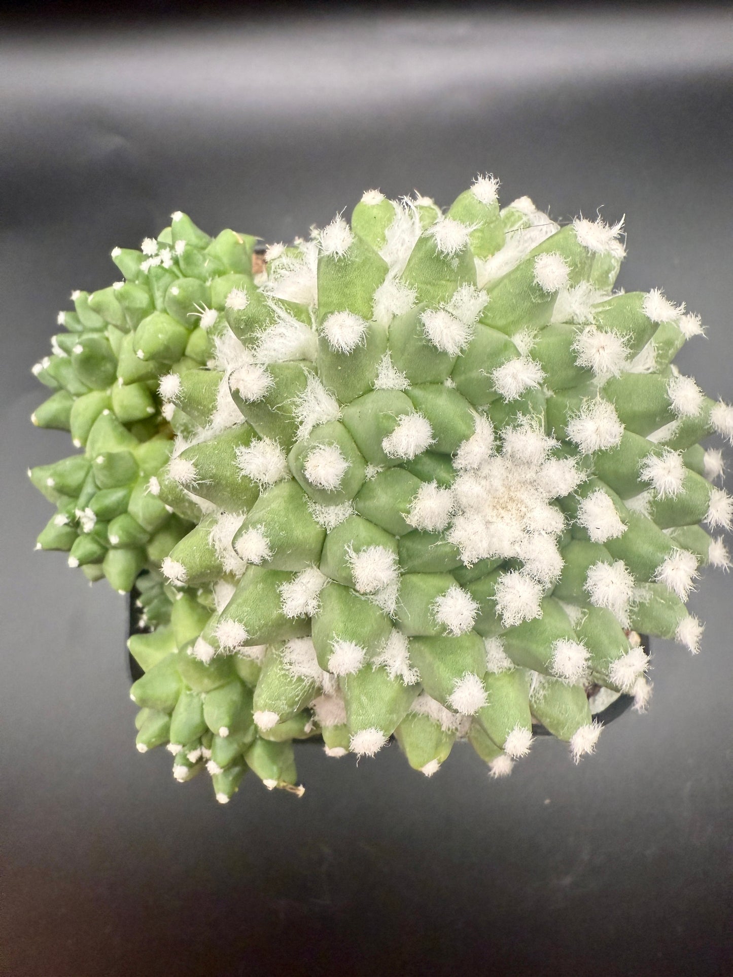 Mammillaria bucalariensis cv Erusamu