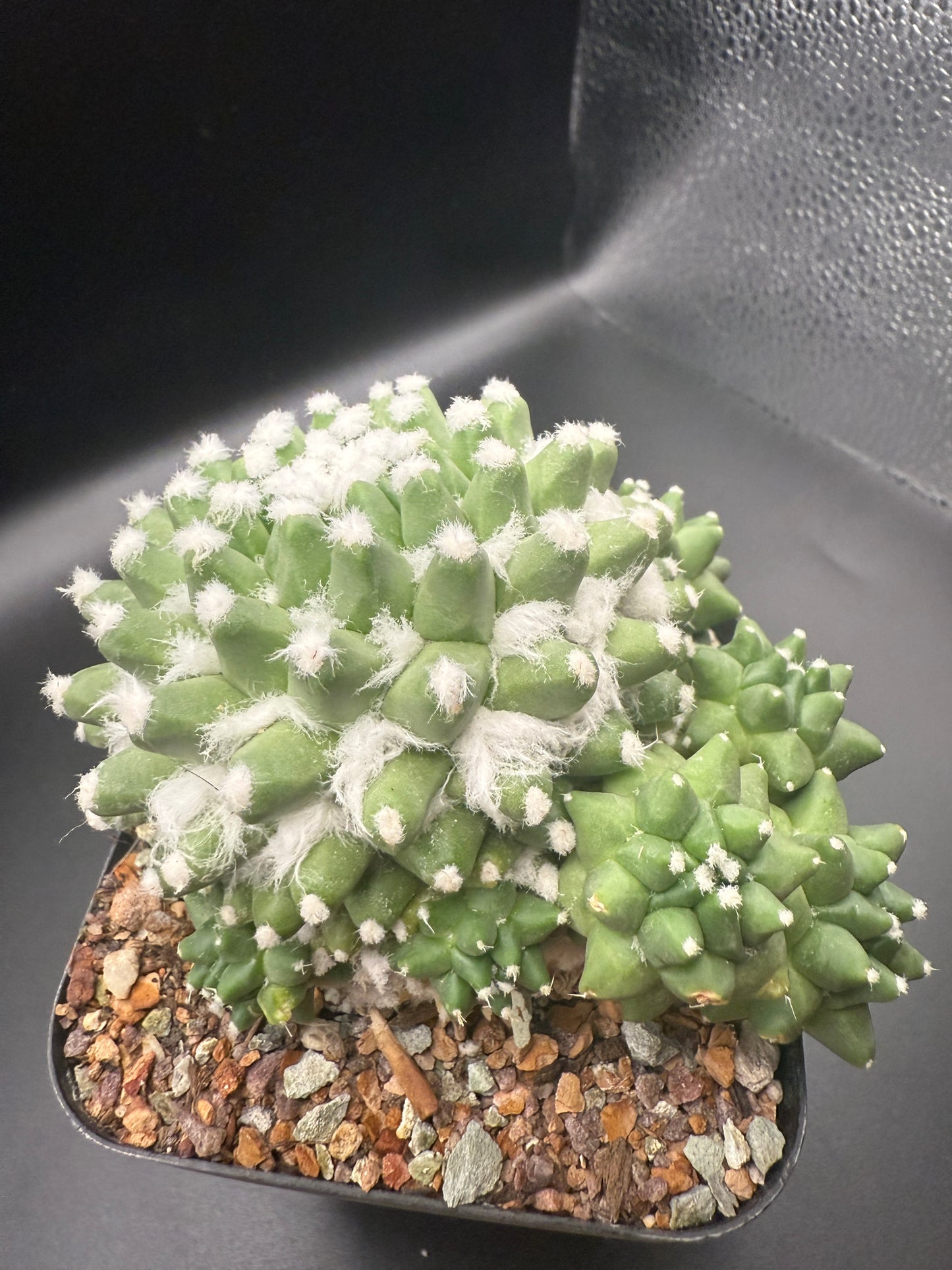 Mammillaria bucalariensis cv Erusamu