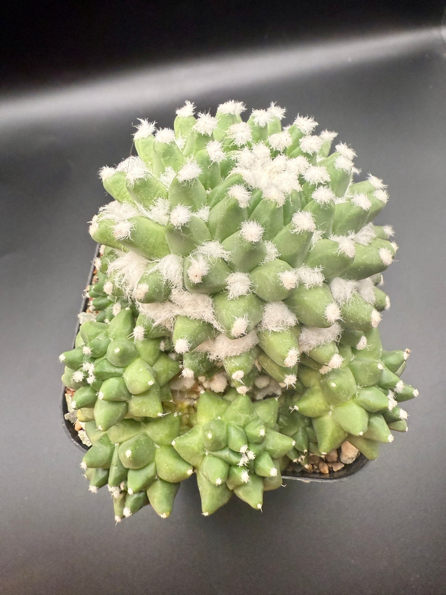 Mammillaria bucalariensis cv Erusamu