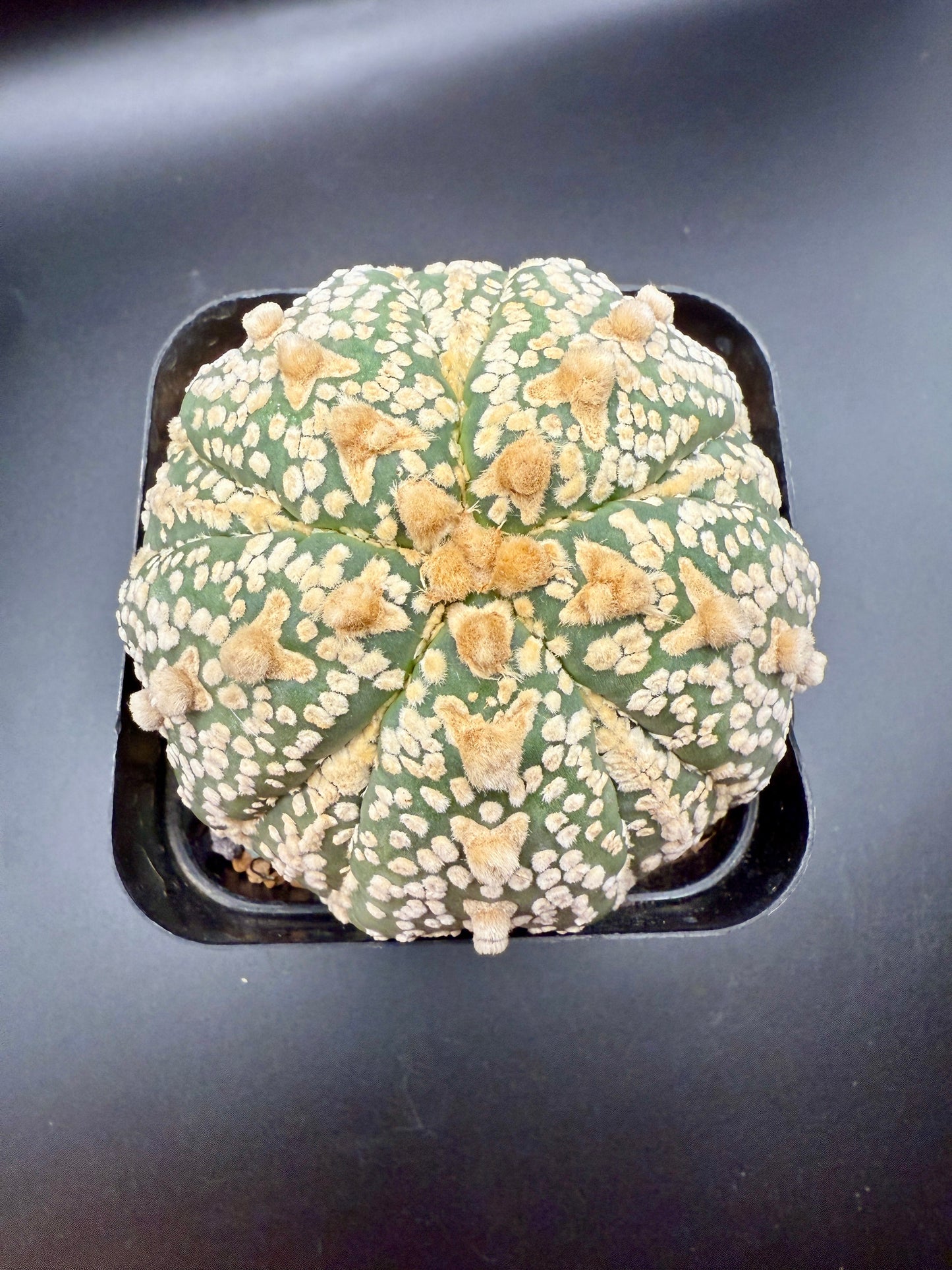 A. Asterias V type Five-rib Fukuryu