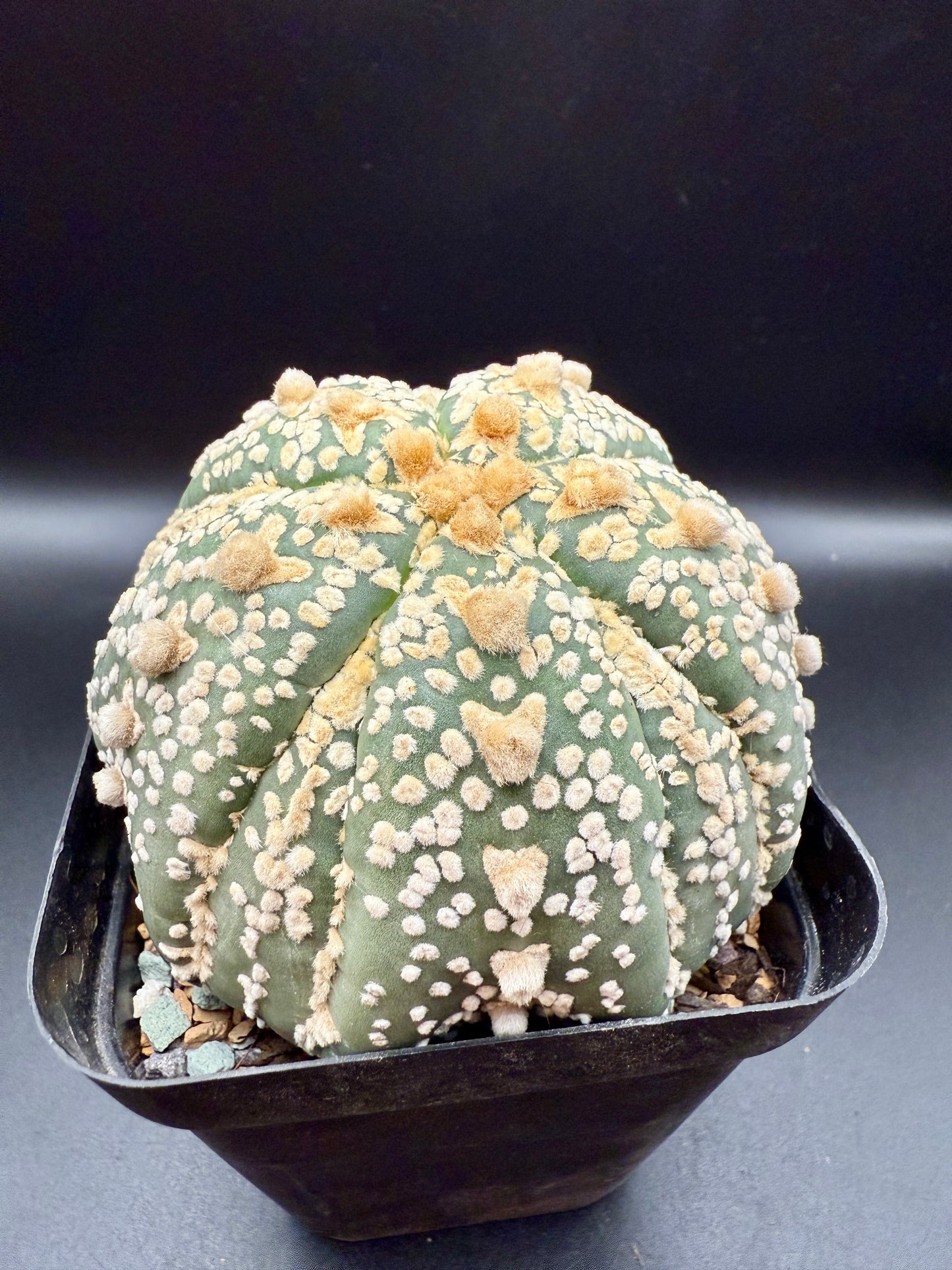 A. Asterias V type Five-rib Fukuryu