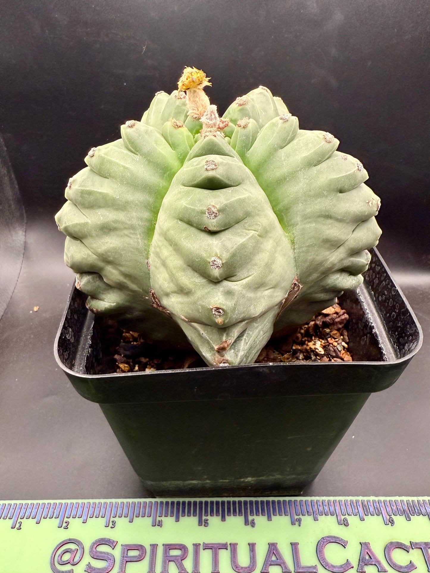 Myriostigma Kikko