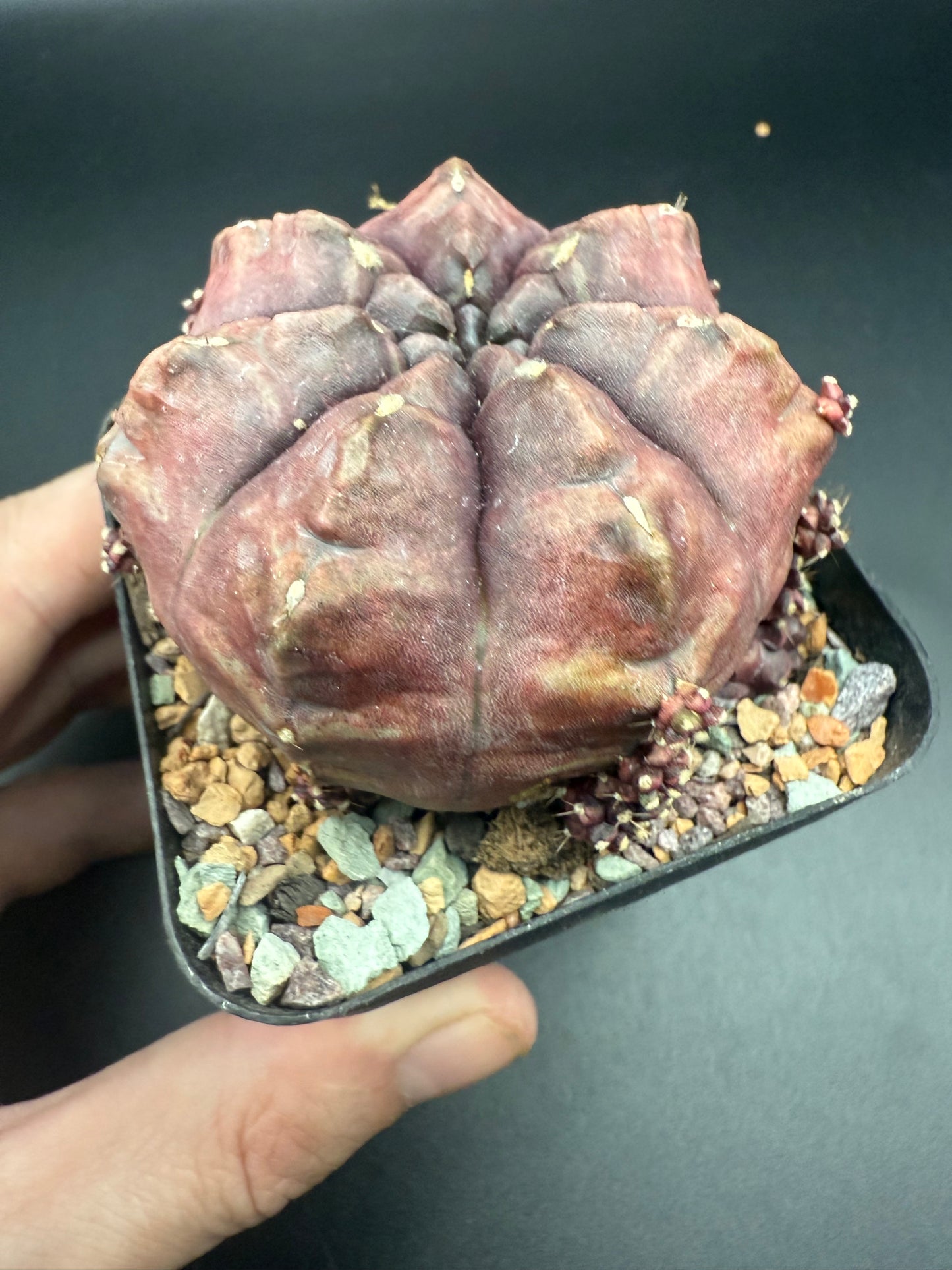 Gymnocalycium C.V. Daydream