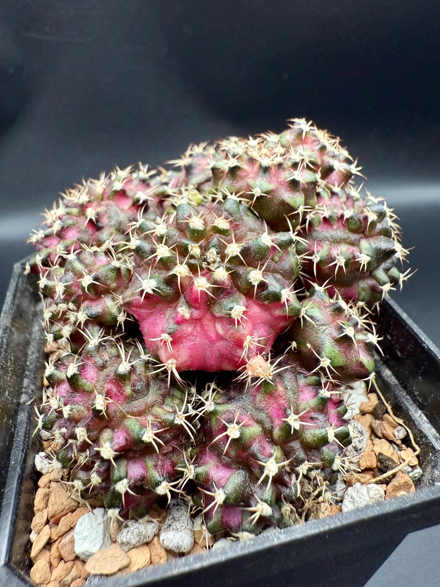 Gymnocalycium T-Lux Premium