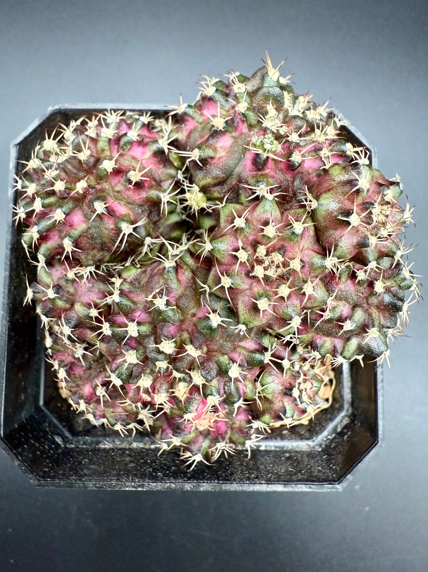 Gymnocalycium T-Lux Premium