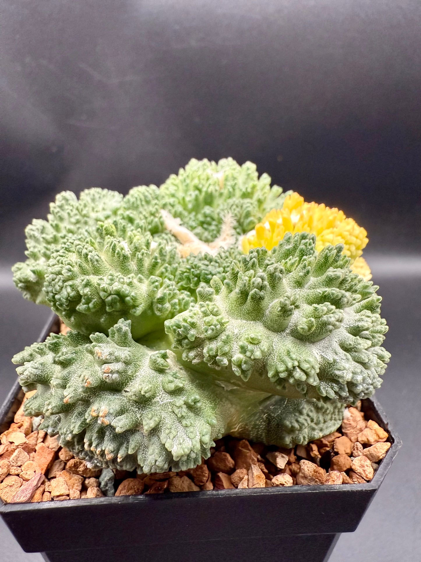 Ariocarpus Godzilla Variegata on Short Graft