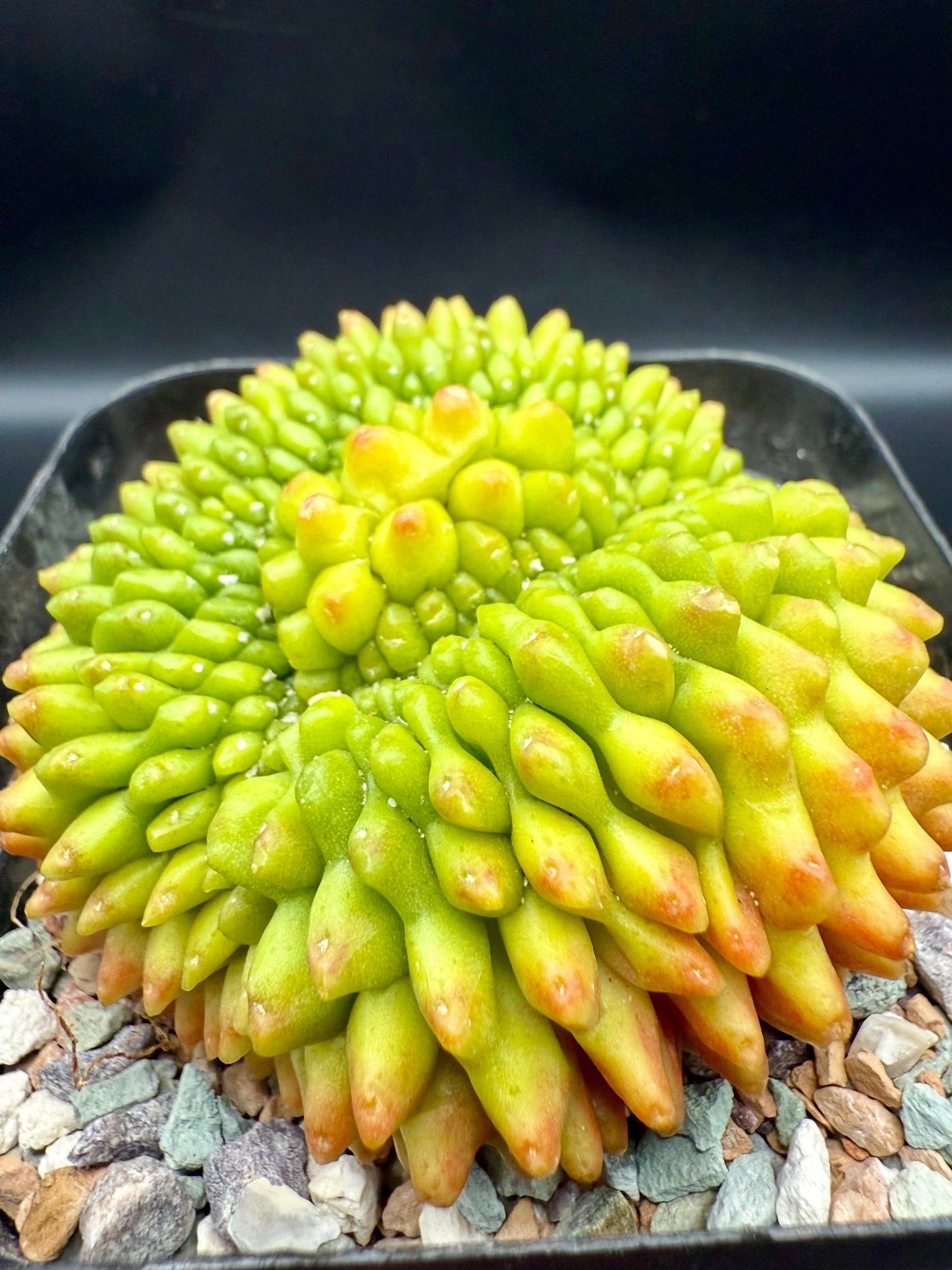 Gymnocalycium Inermis CV Sensitive Skin