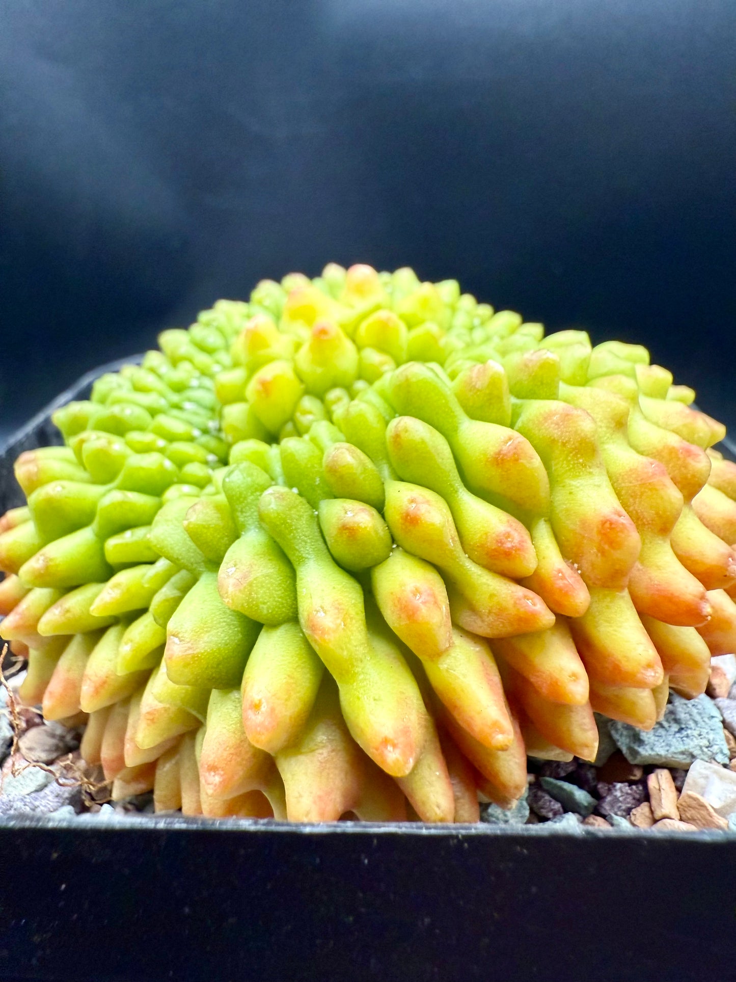 Gymnocalycium Inermis CV Sensitive Skin