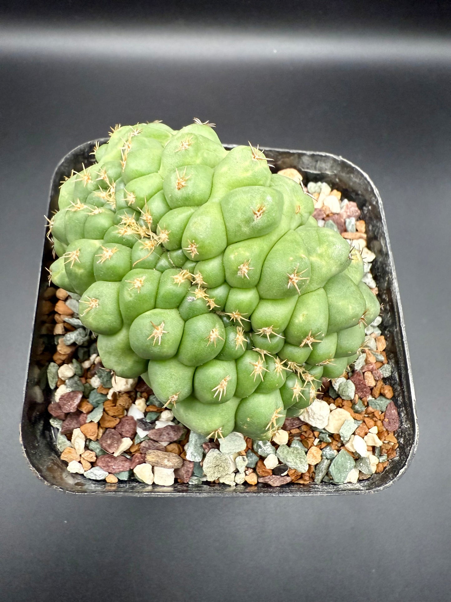 Coryphantha Elephantidens Cristata CV Titan