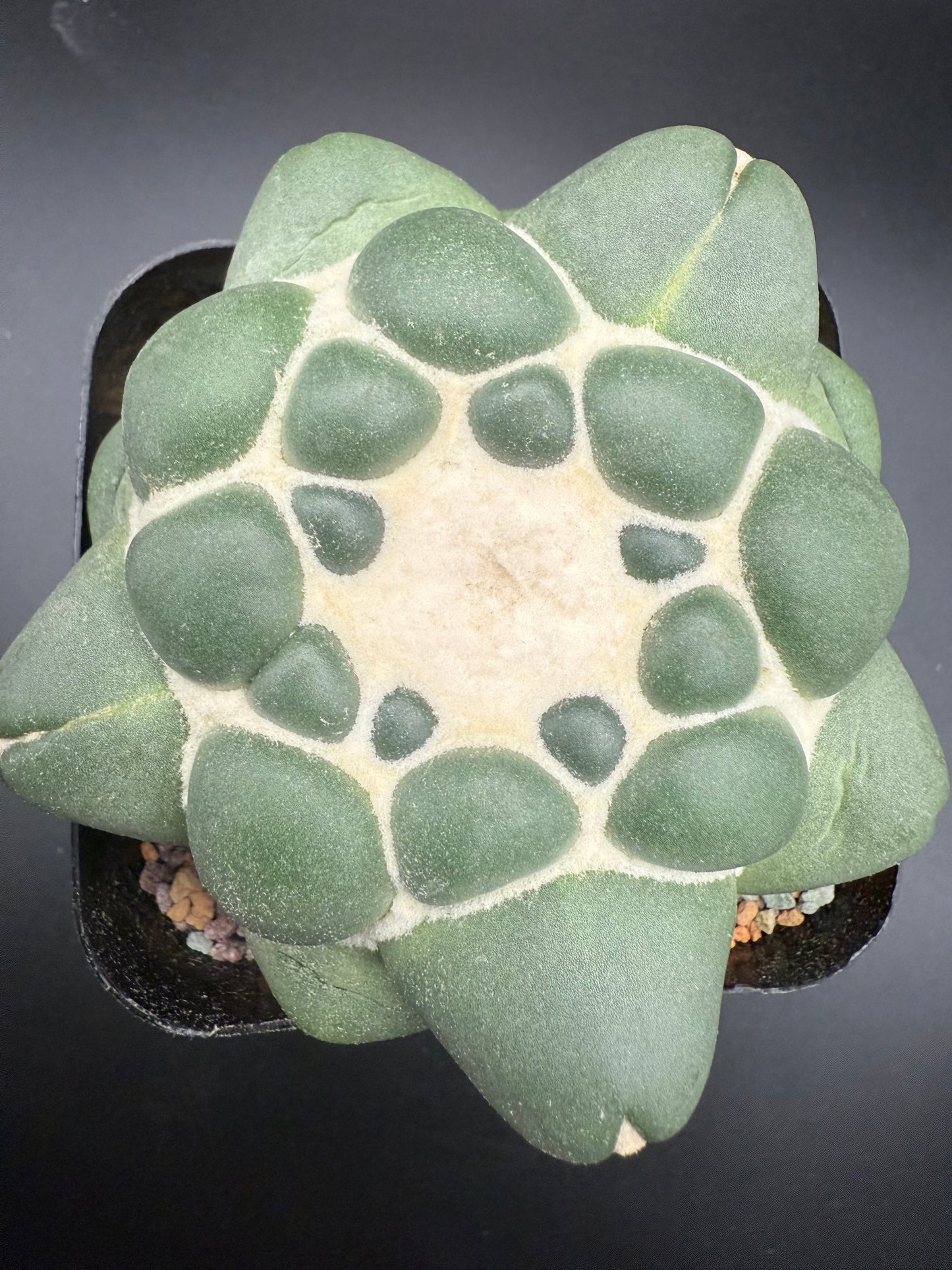 Coryphantha Elephantidens Inermis