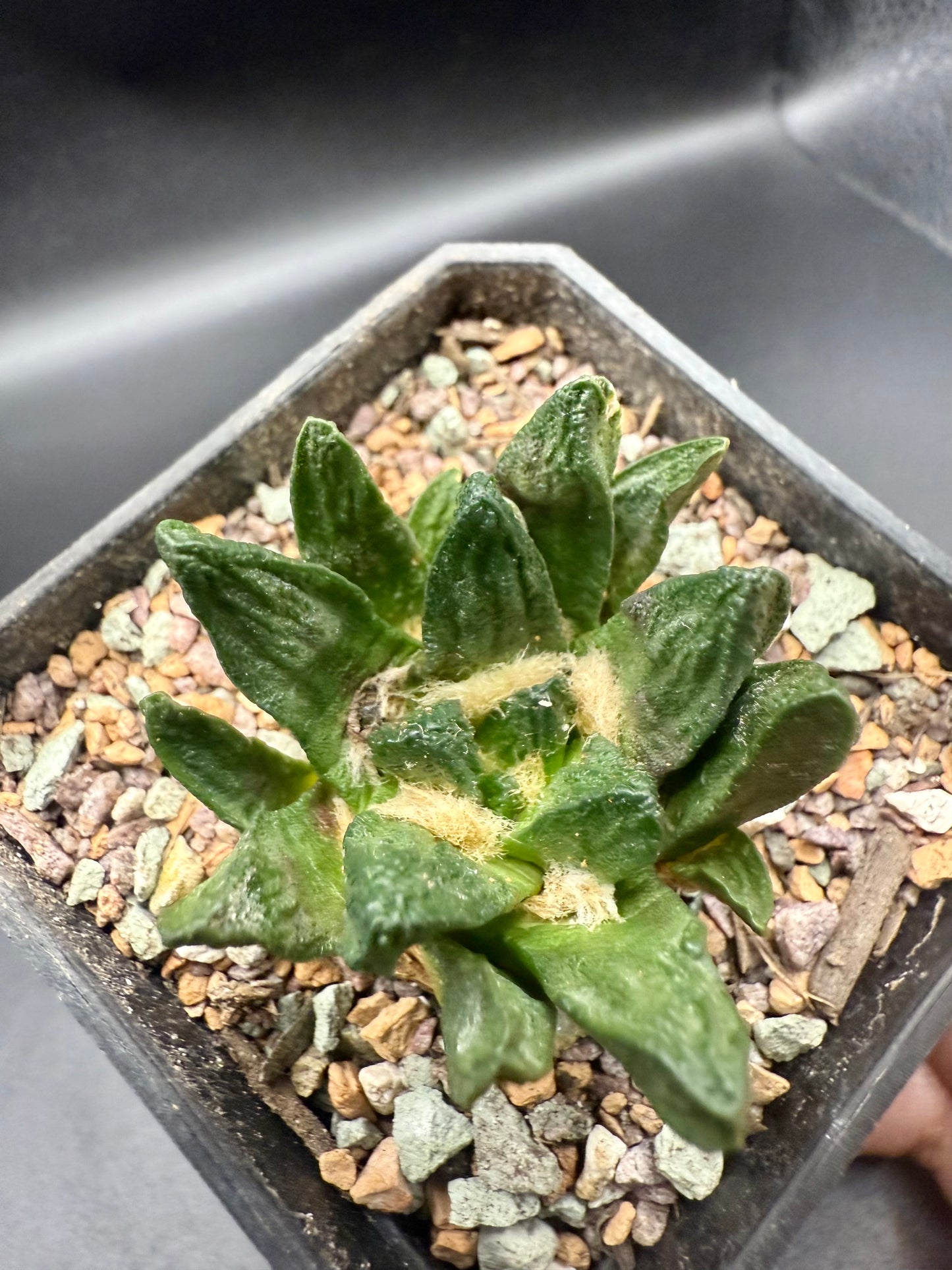 Ariocarpus Scapharostrus
